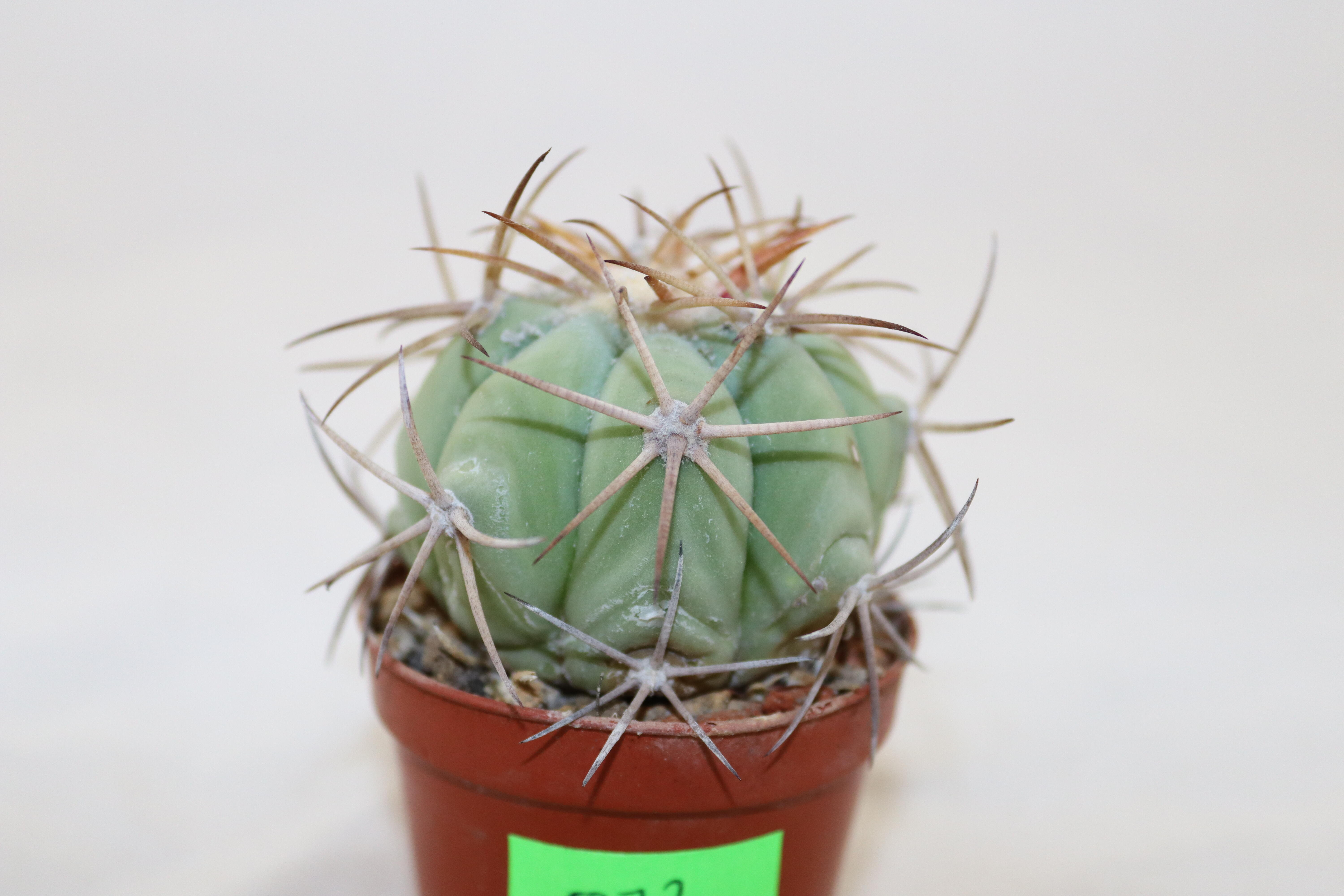 Echinocactus horizonthalonius (2)