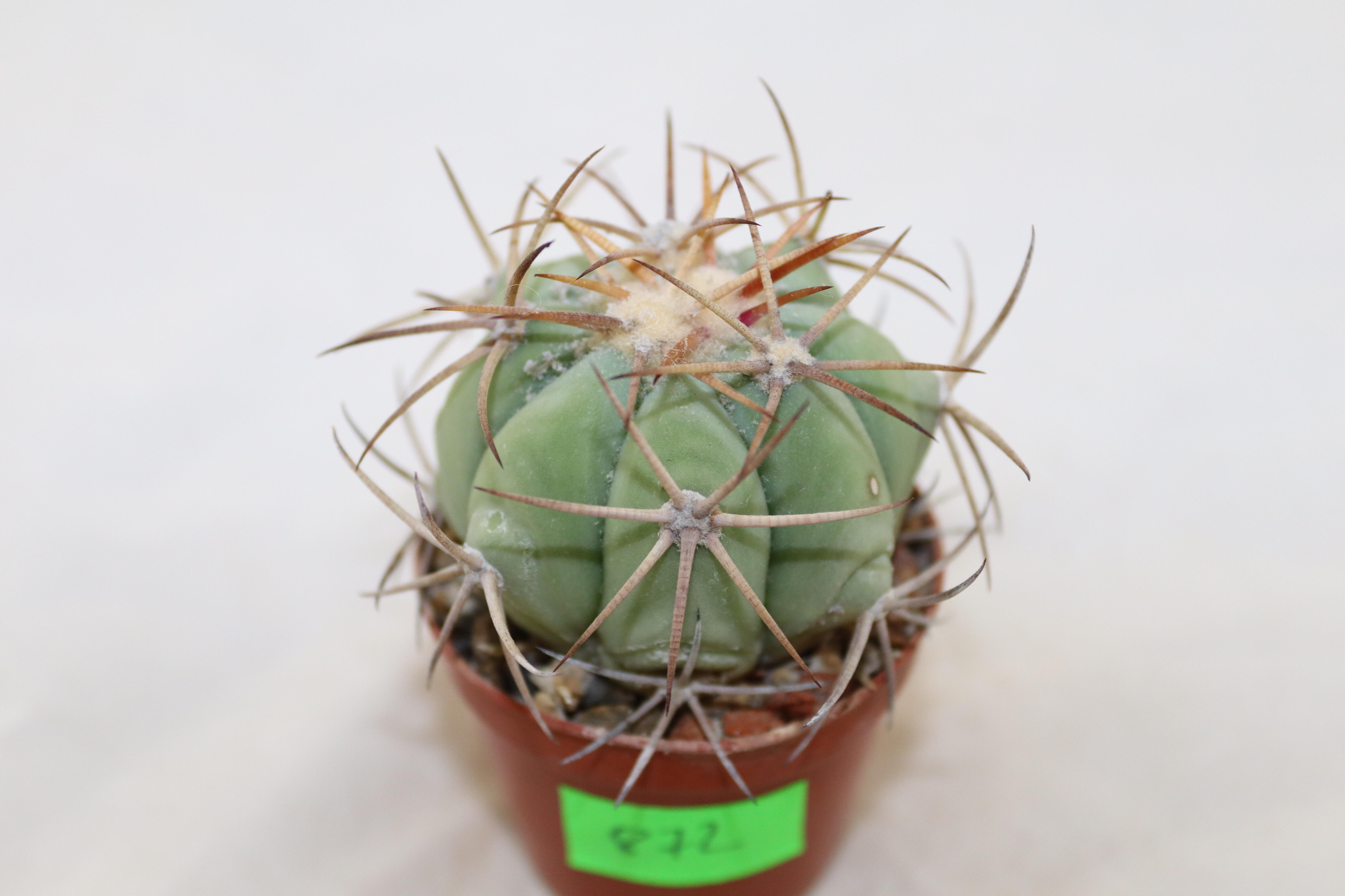 Echinocactus horizonthalonius