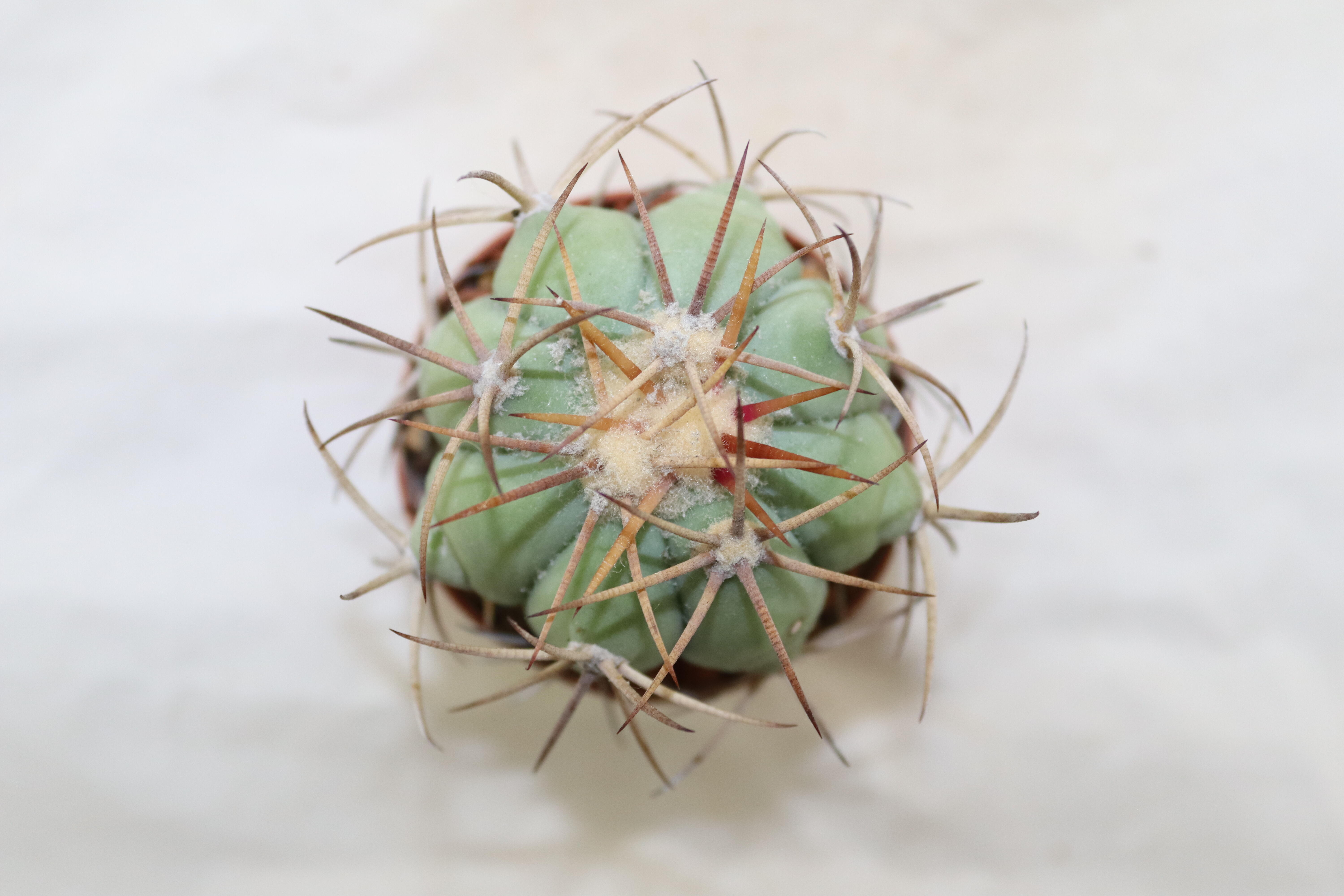 Echinocactus horizonthalonius (3)