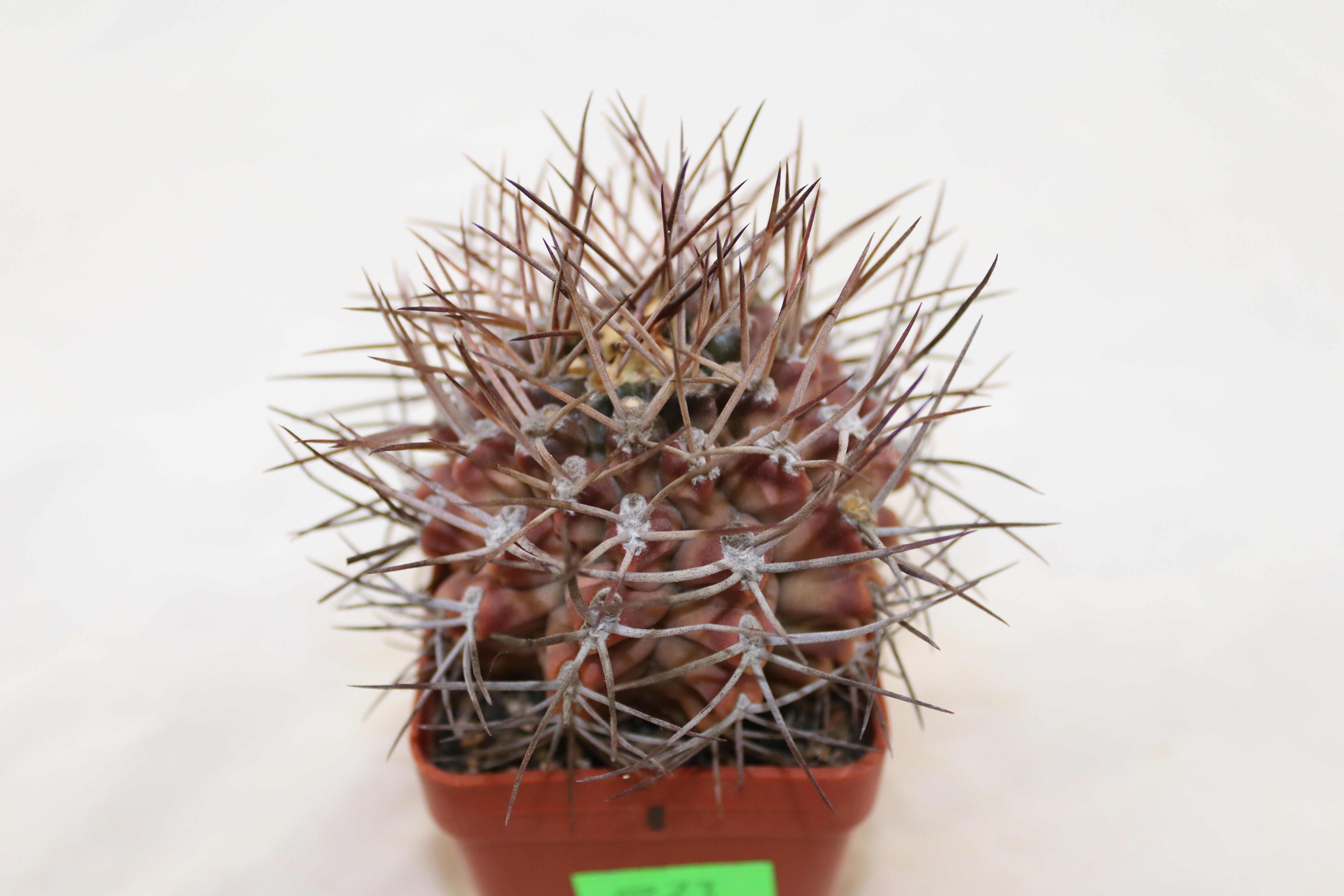Gymnocalycium pungens  (2)