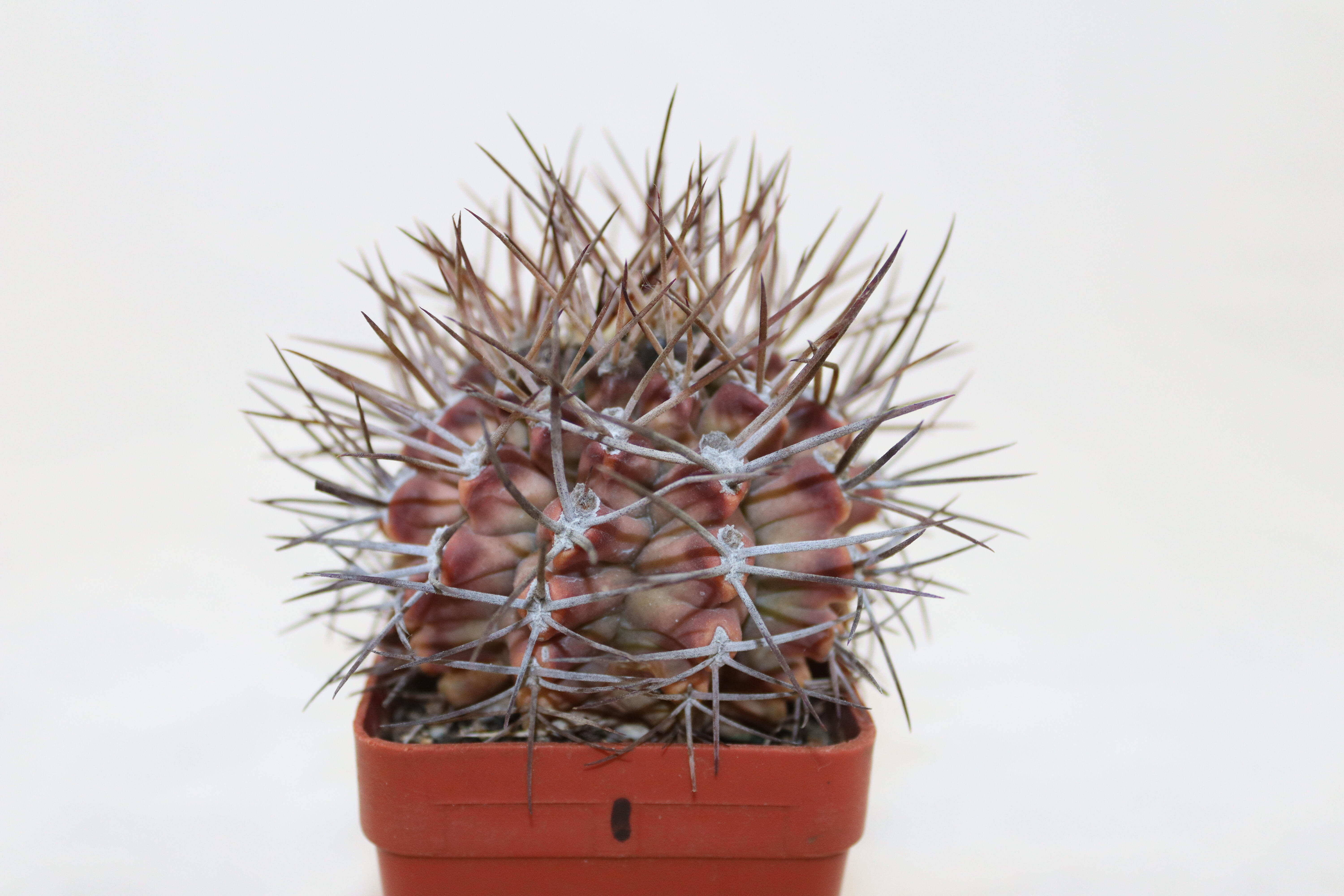 Gymnocalycium pungens 