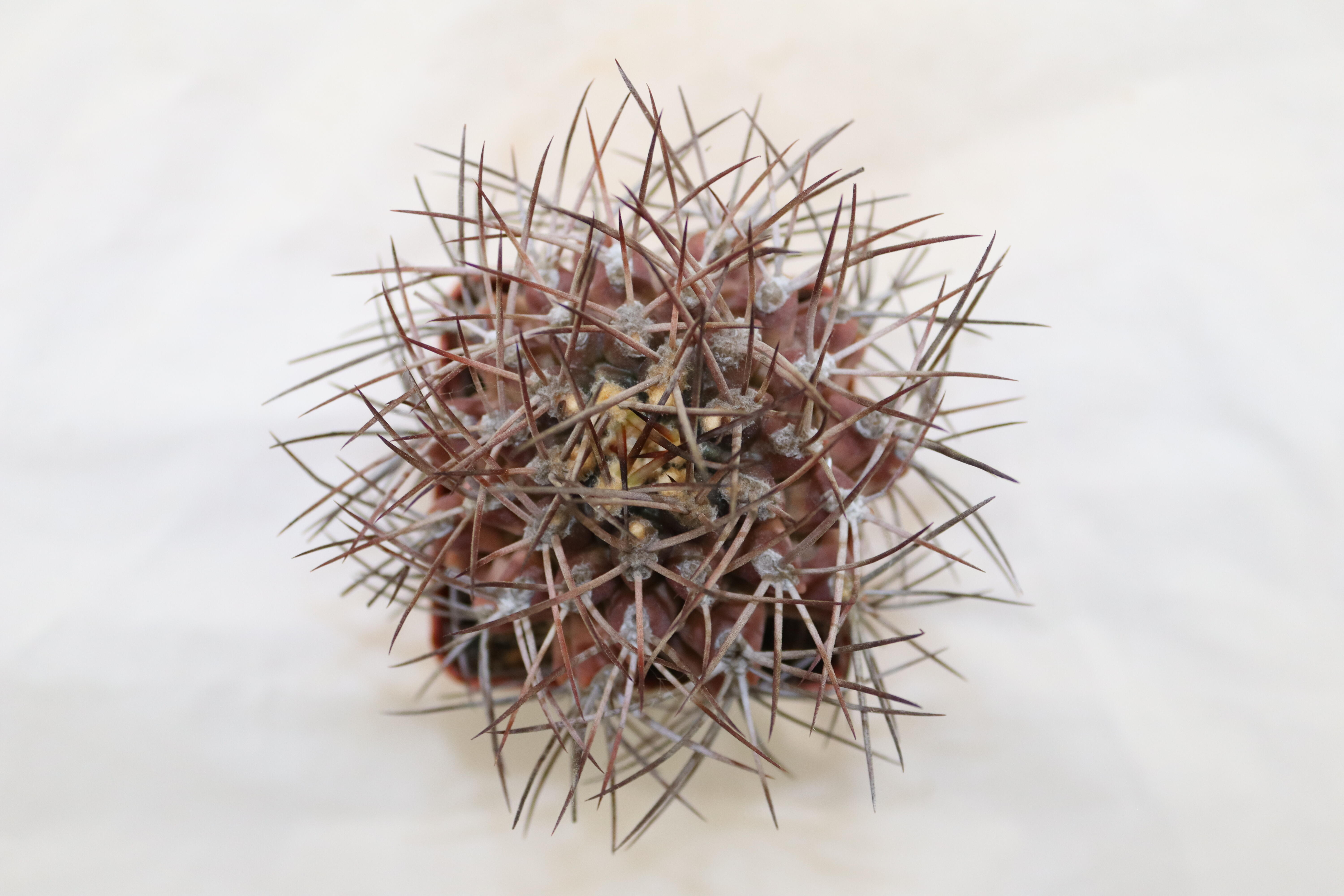 Gymnocalycium pungens  (3)