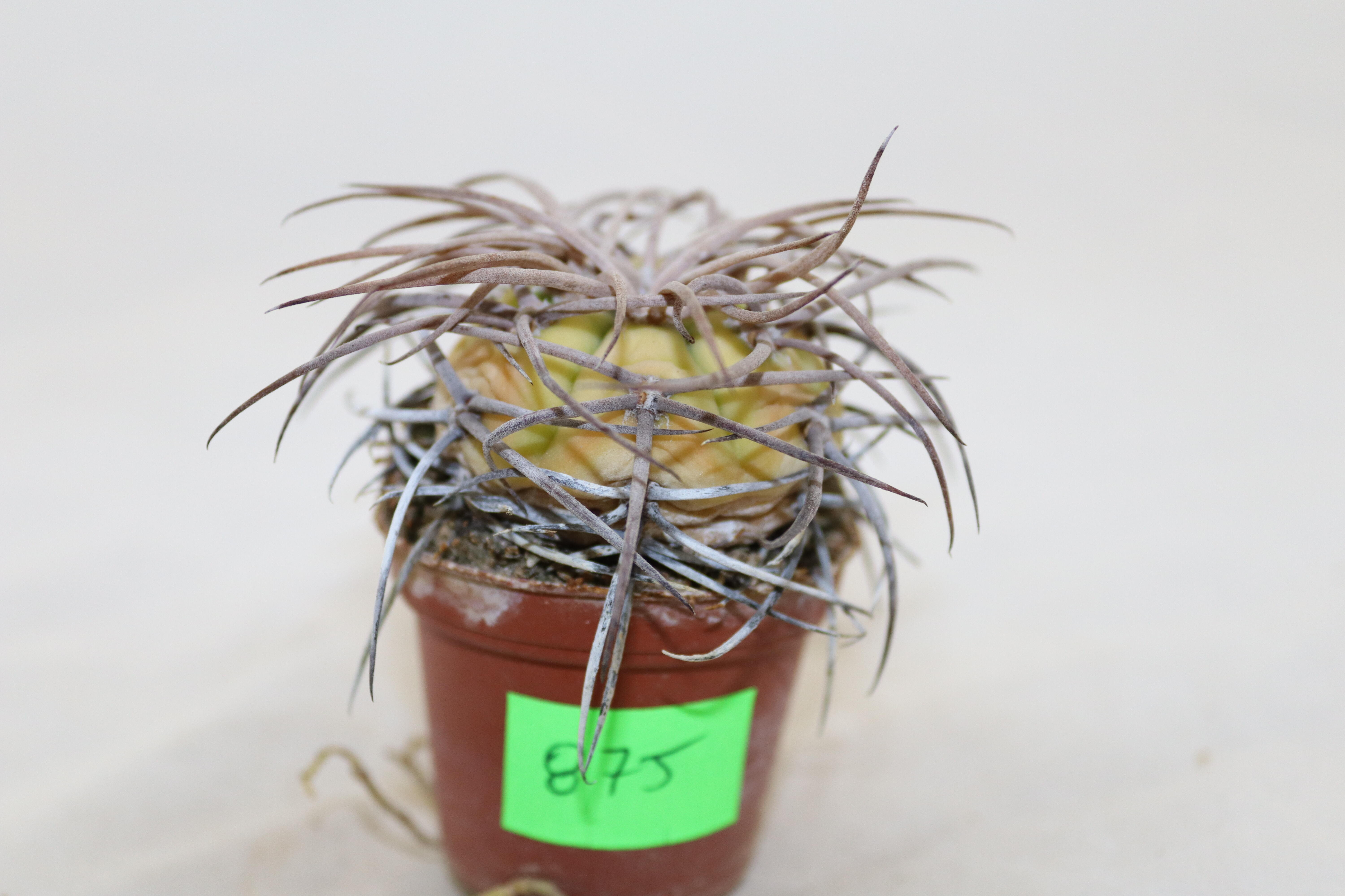 Gymnocalycium cardenasianum Mega Thorns (2)