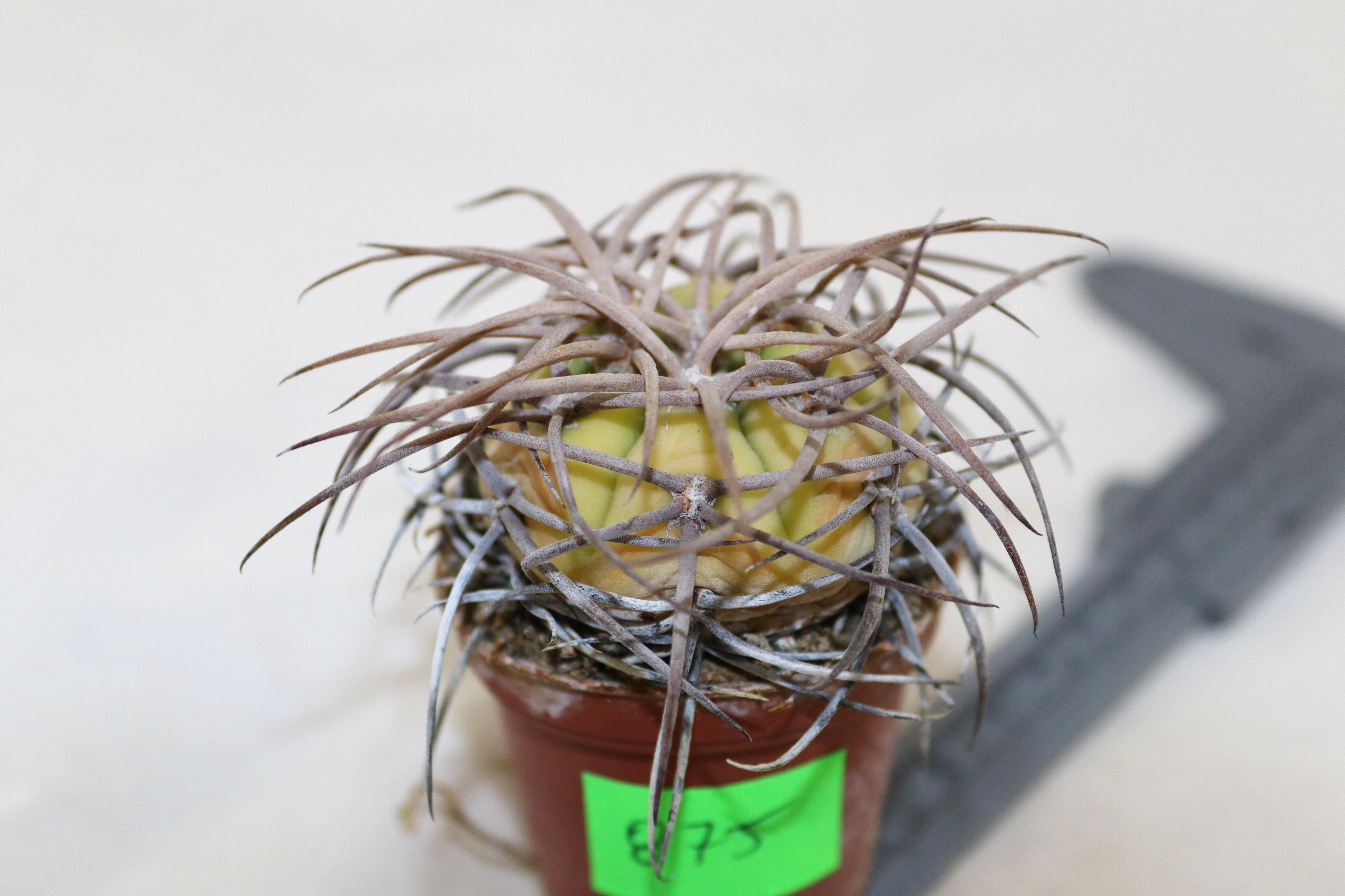 Gymnocalycium cardenasianum Mega Thorns (3)