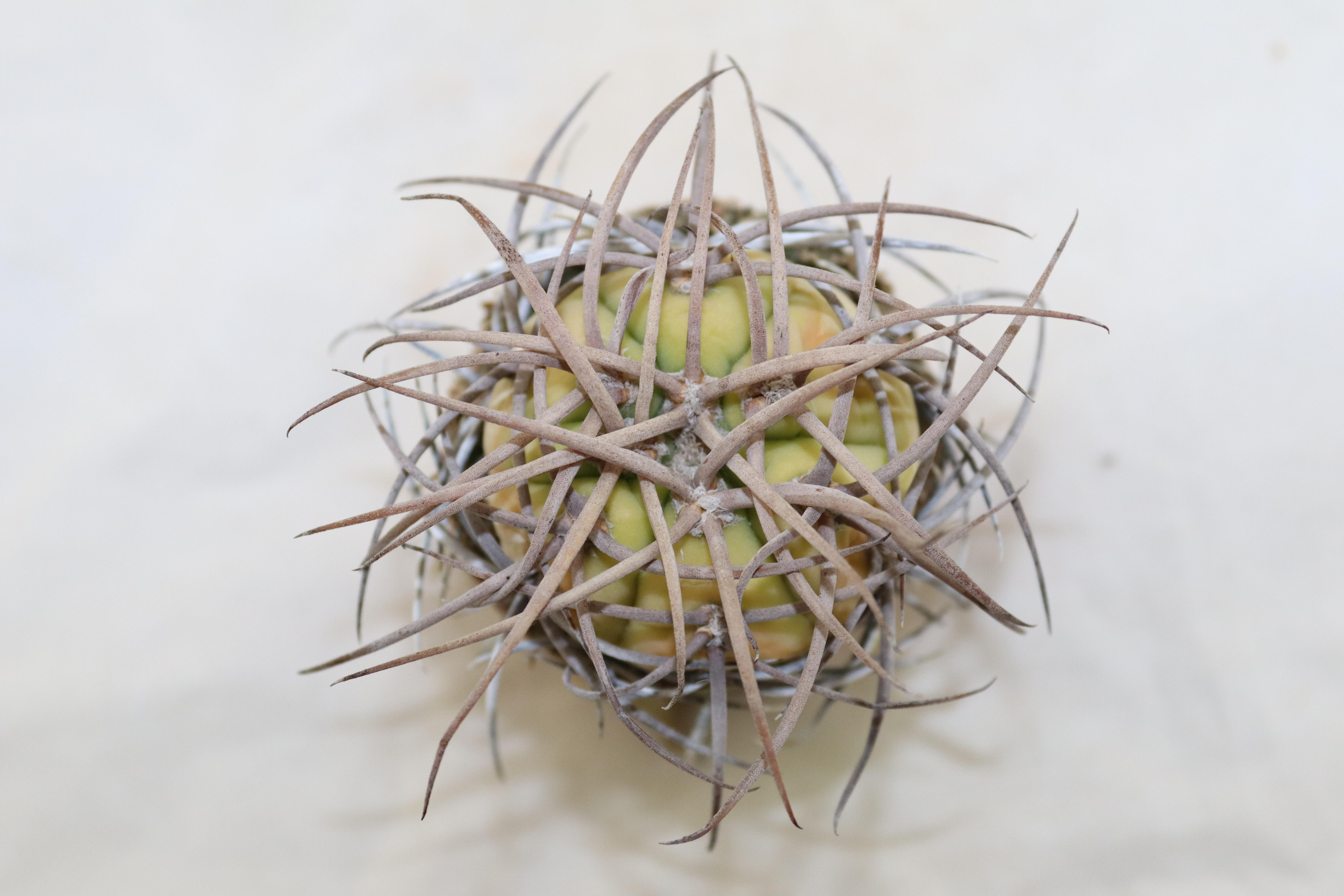 Gymnocalycium cardenasianum Mega Thorns (5)