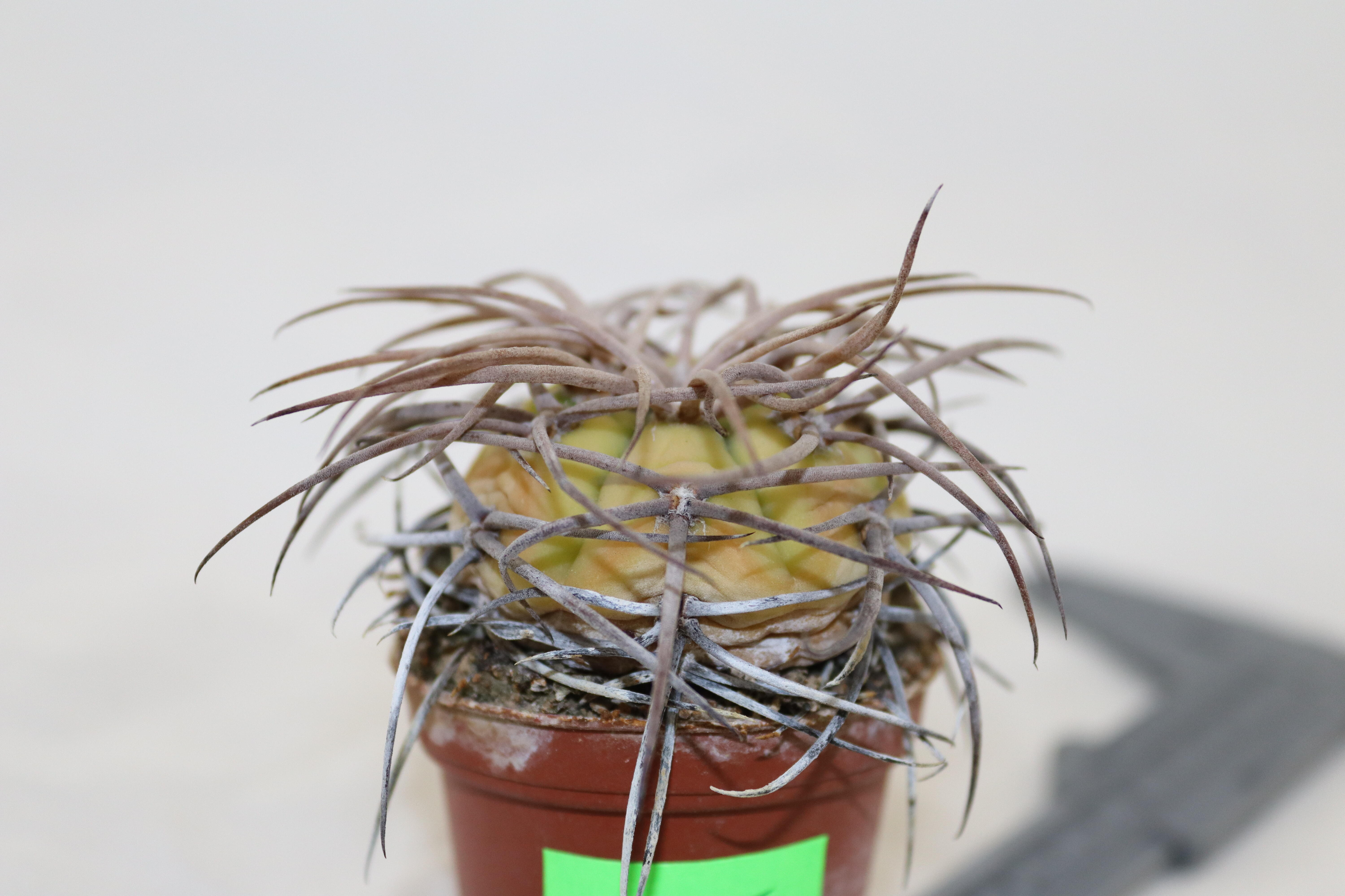 Gymnocalycium cardenasianum Mega Thorns