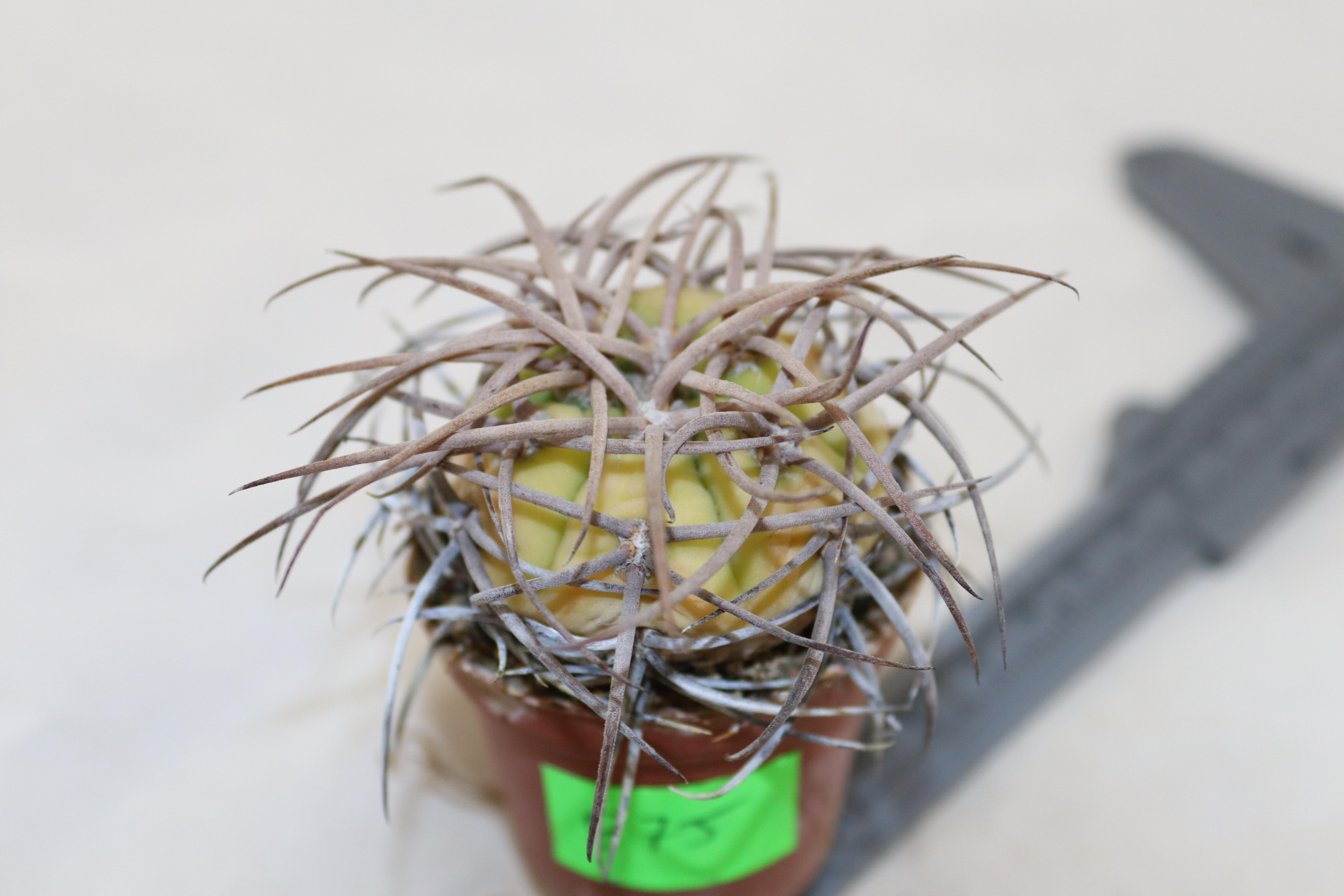 Gymnocalycium cardenasianum Mega Thorns (4)