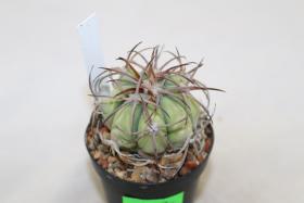 Echinocactus horizonthalonius