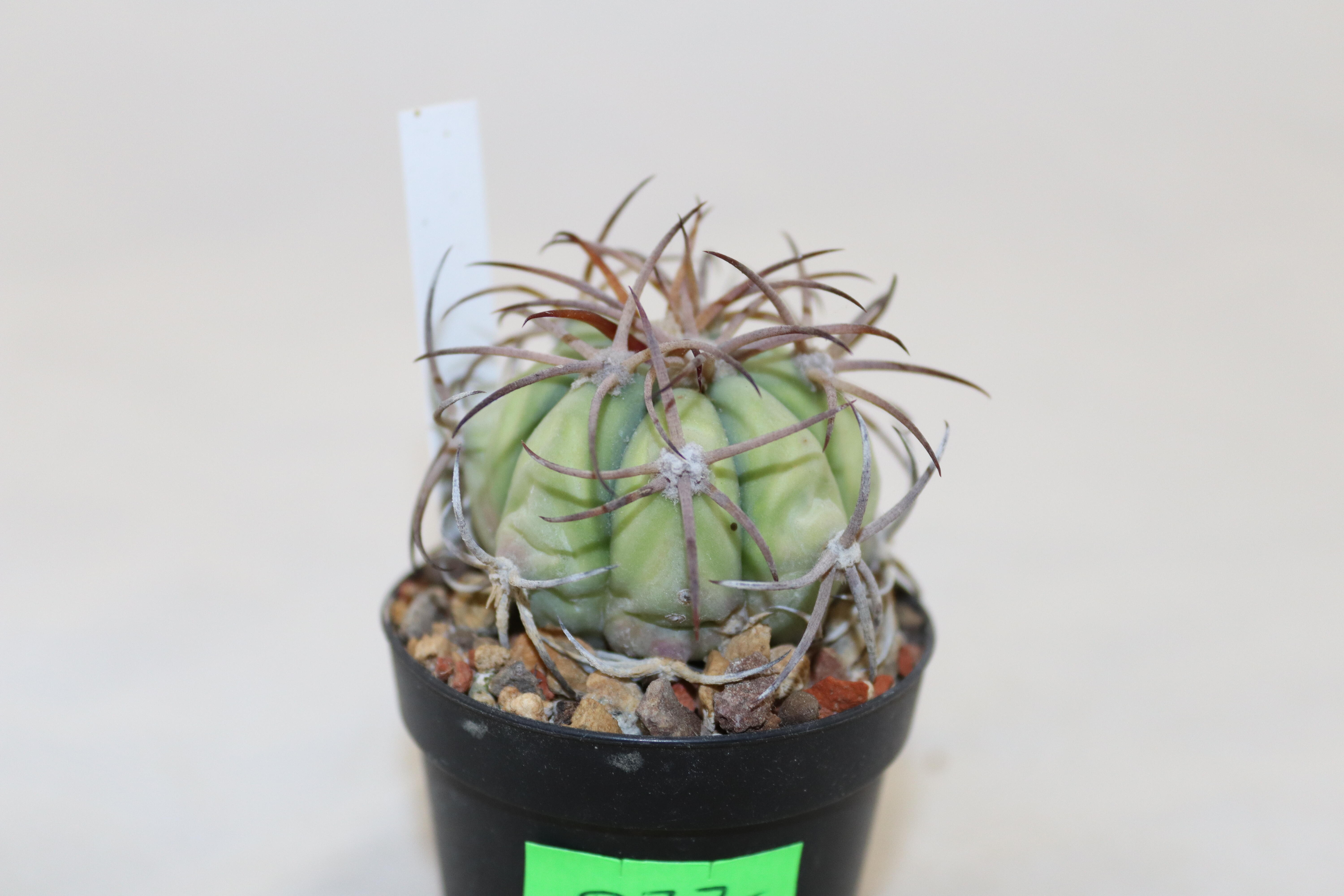 Echinocactus horizonthalonius (4)