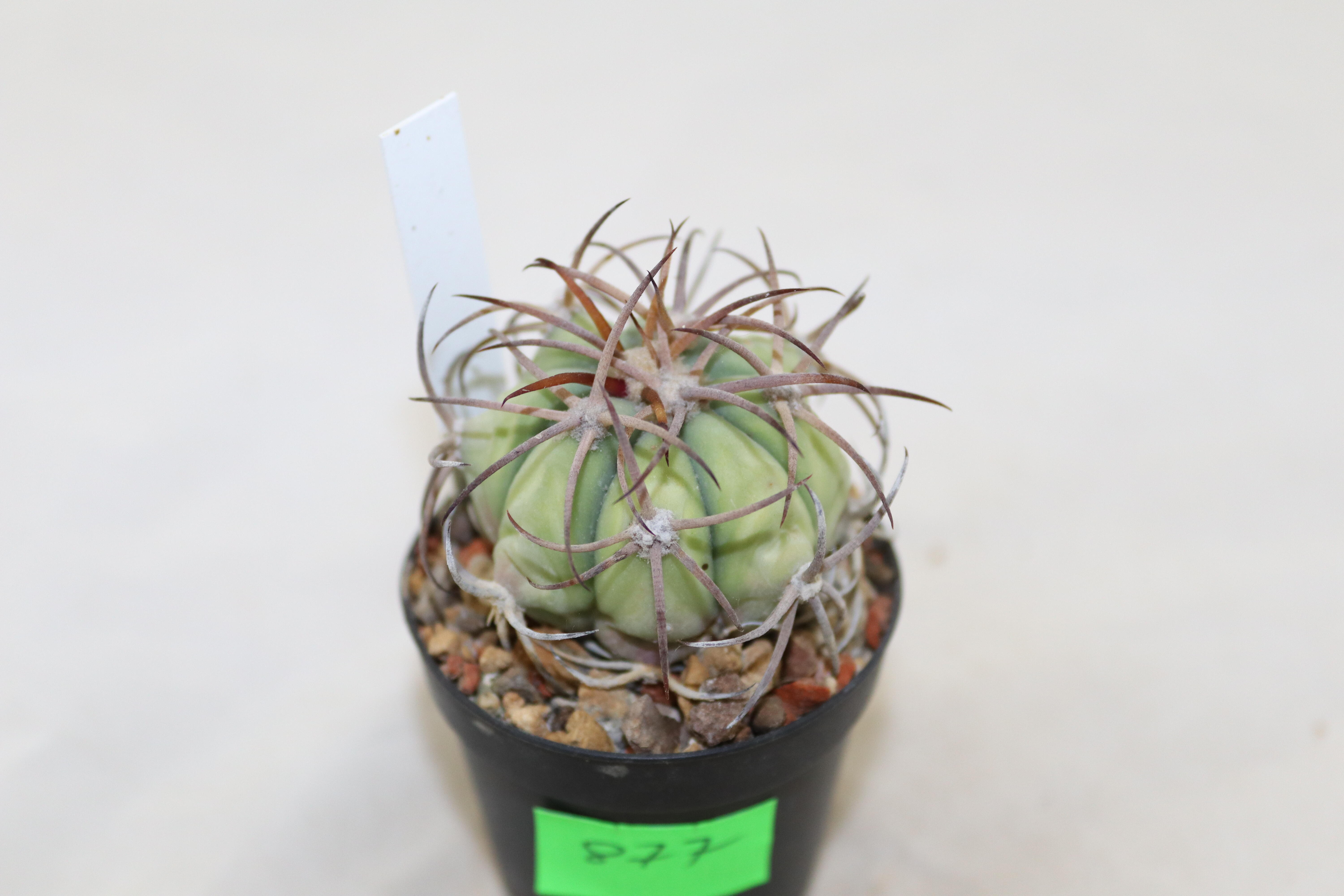 Echinocactus horizonthalonius (3)