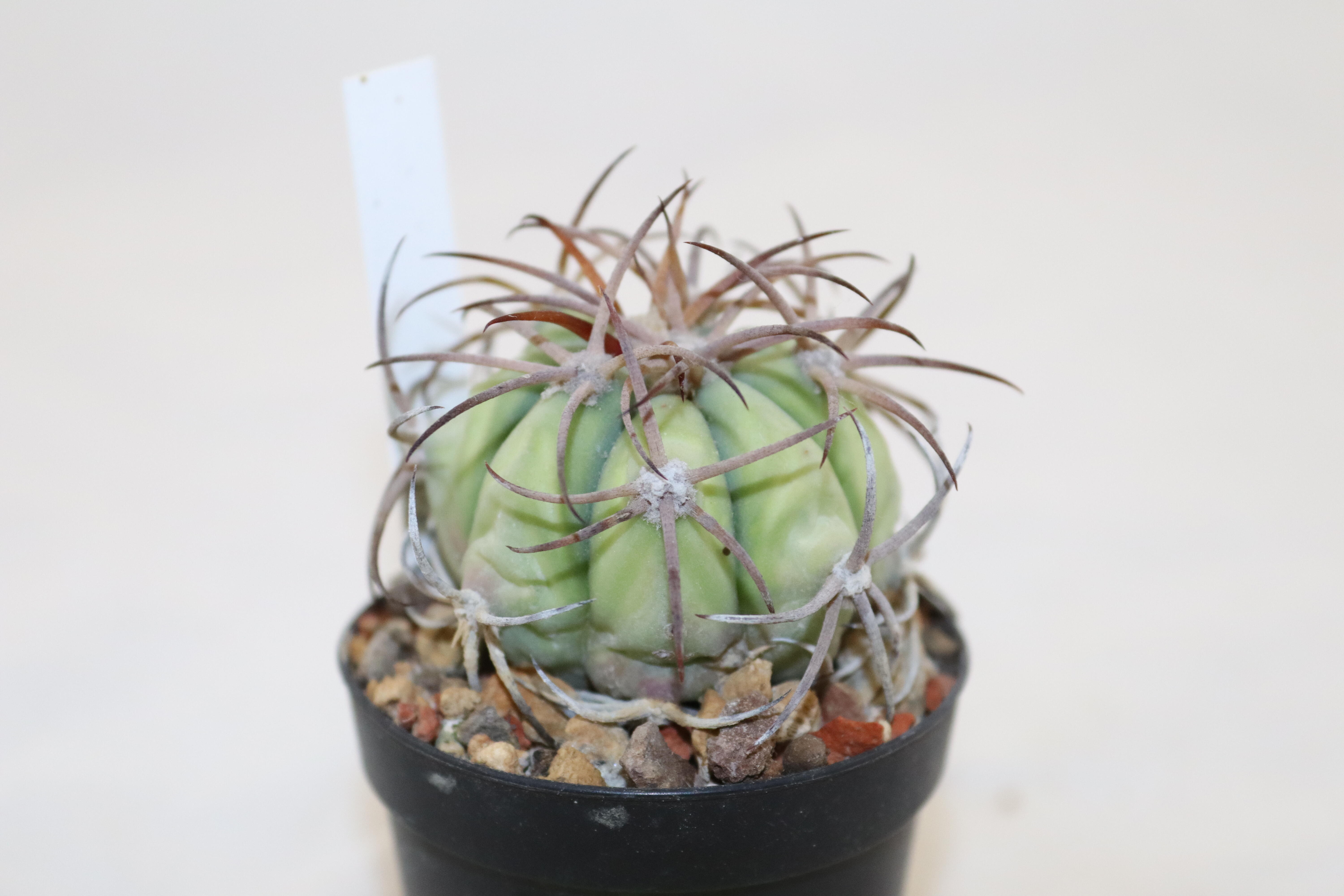 Echinocactus horizonthalonius (2)