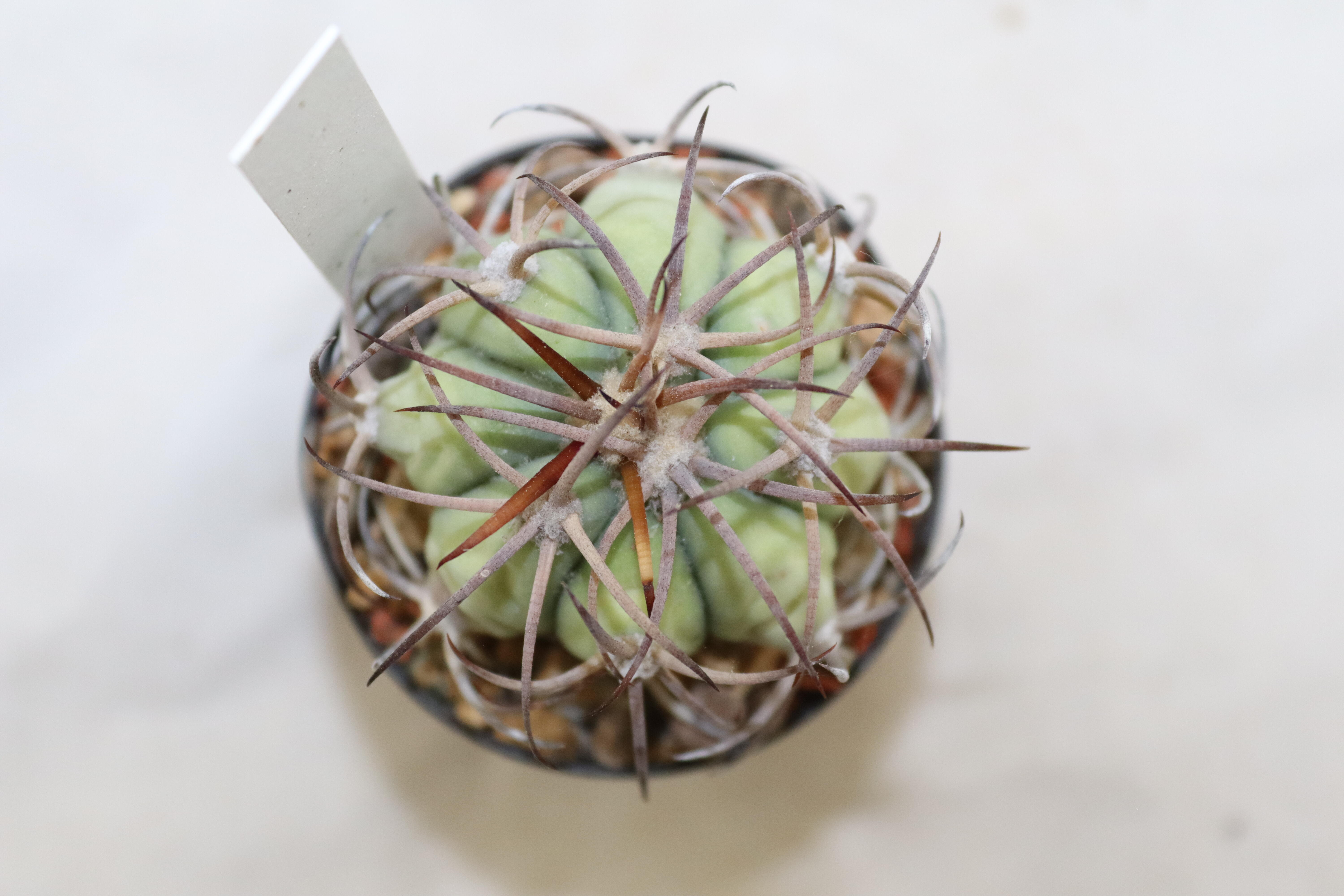Echinocactus horizonthalonius (5)