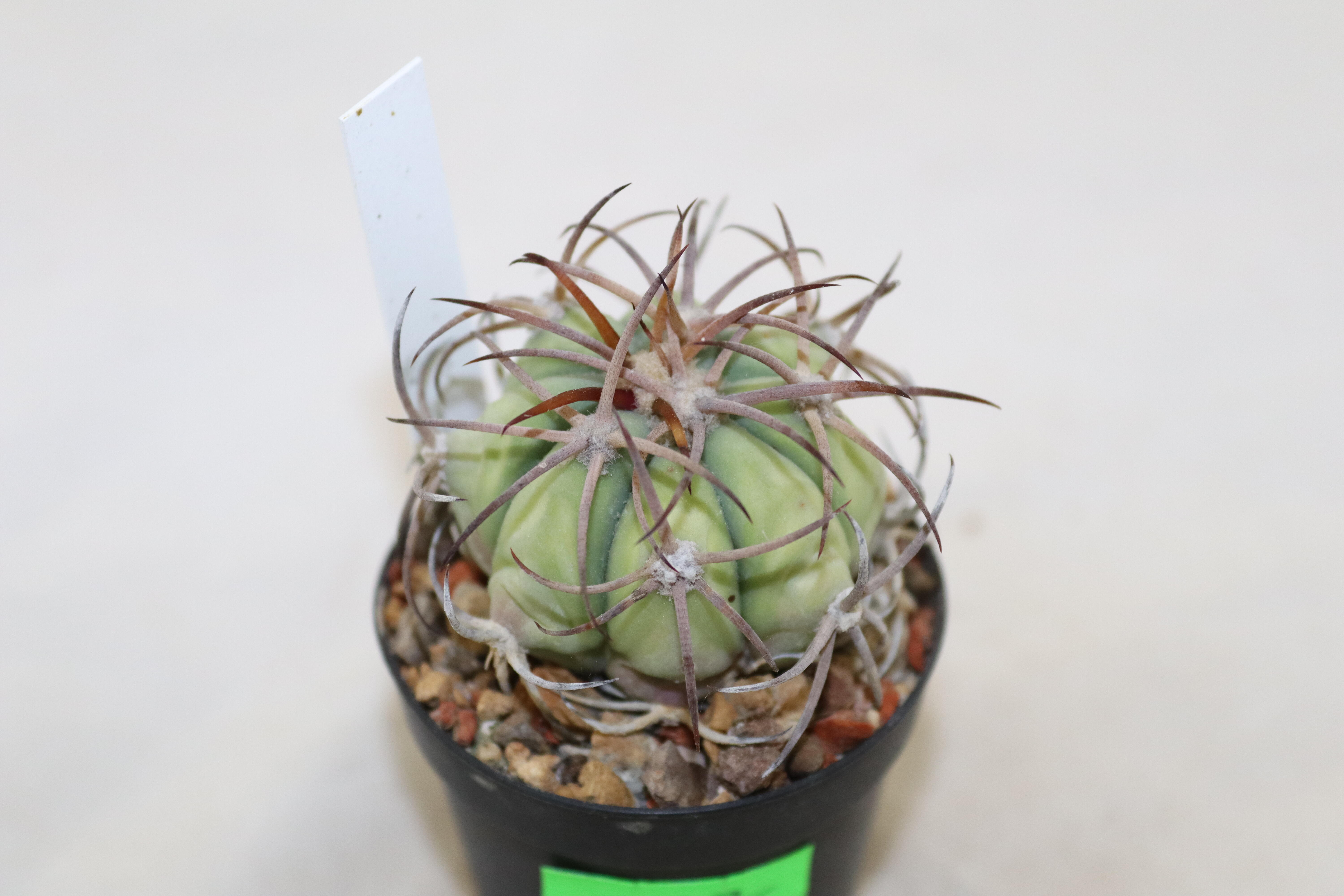Echinocactus horizonthalonius