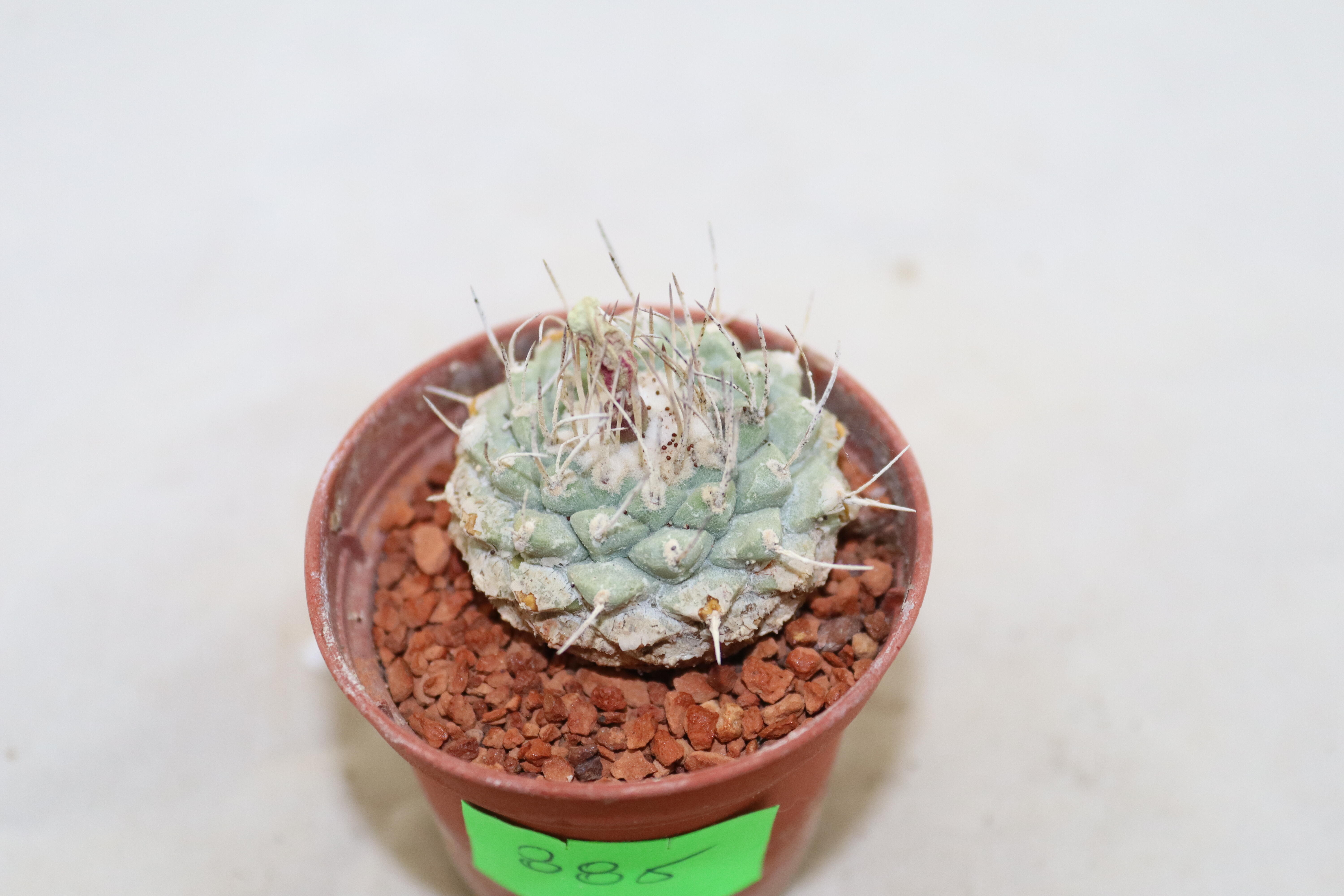 Strombocactus disciformis  (2)