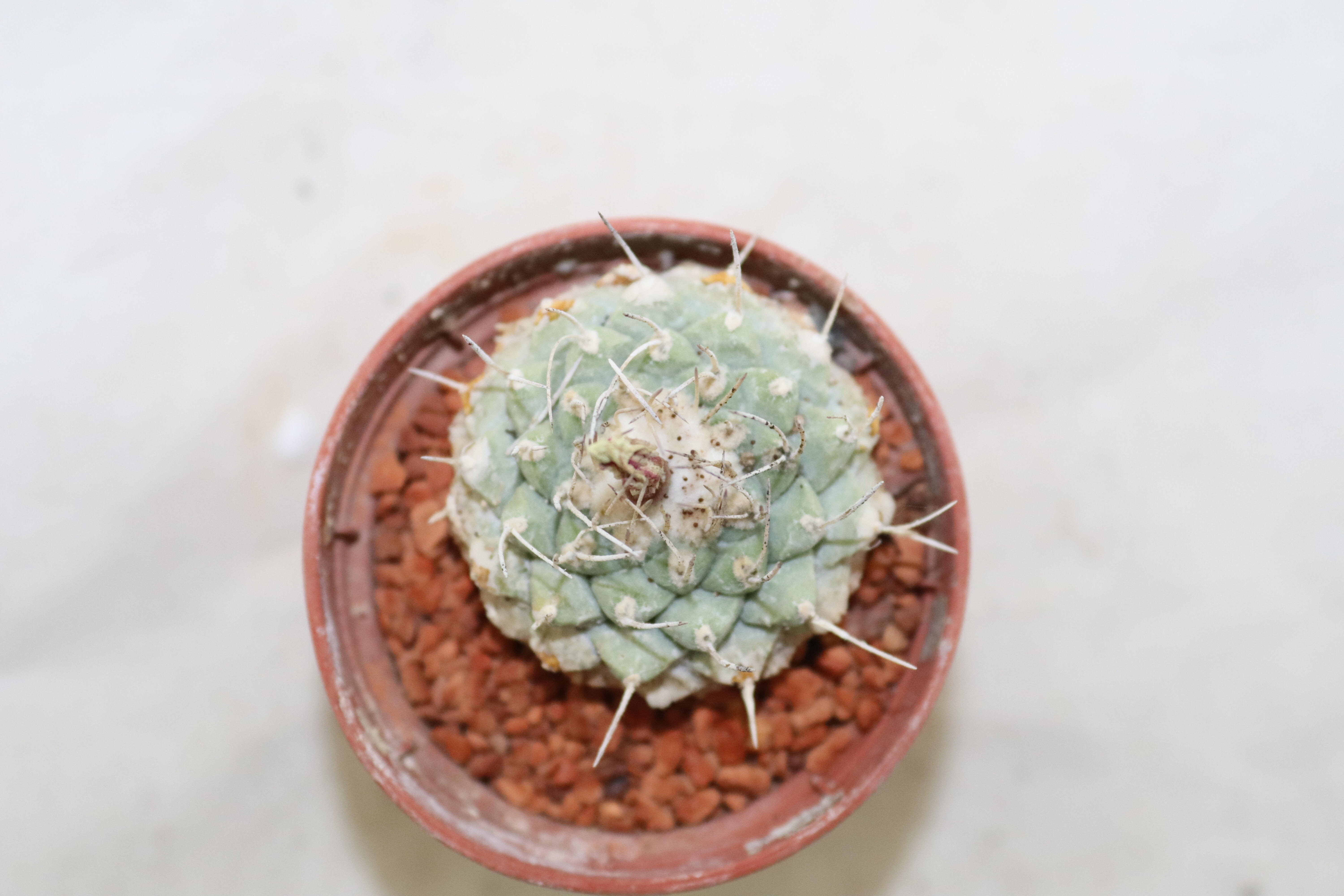 Strombocactus disciformis  (3)