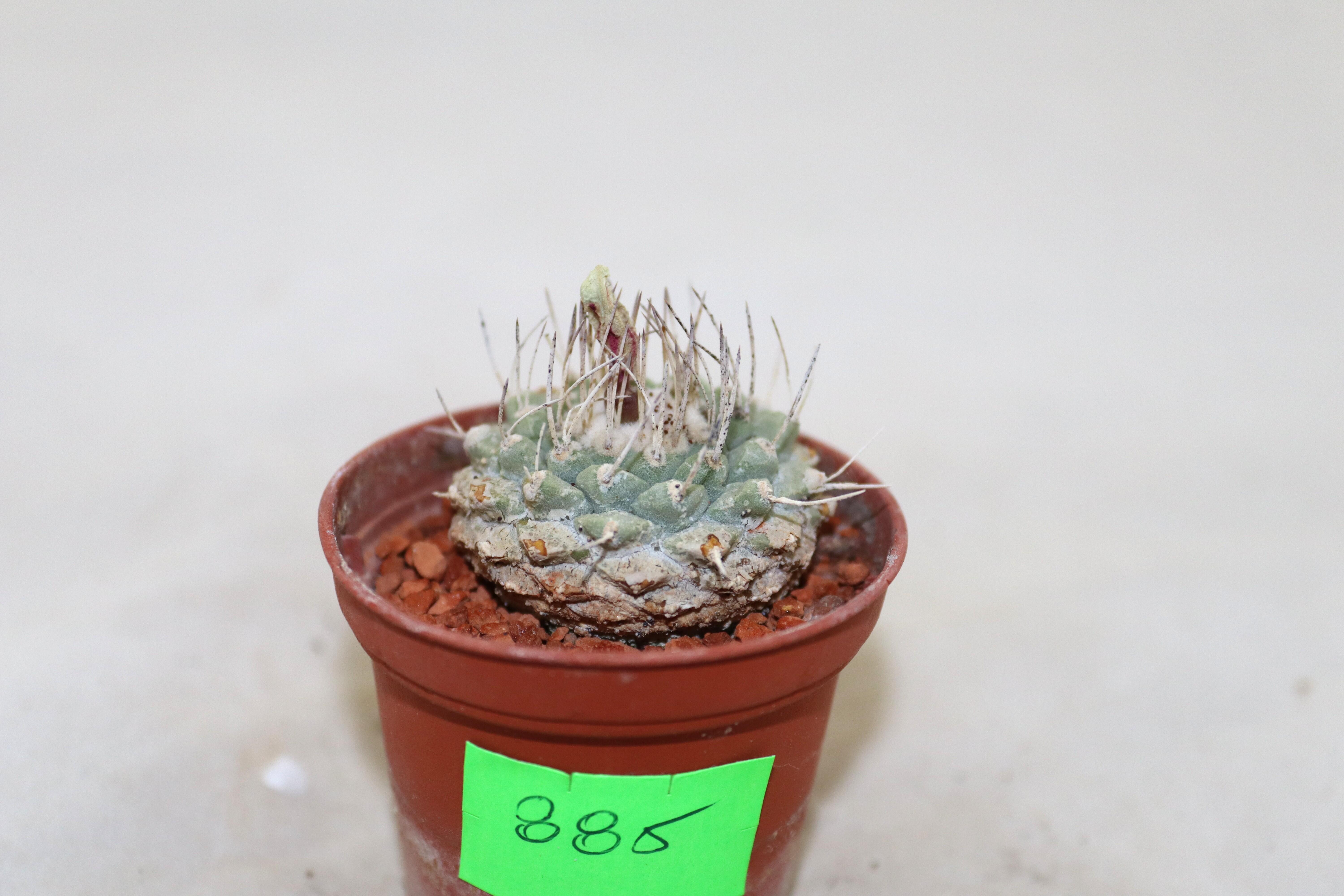 Strombocactus disciformis 