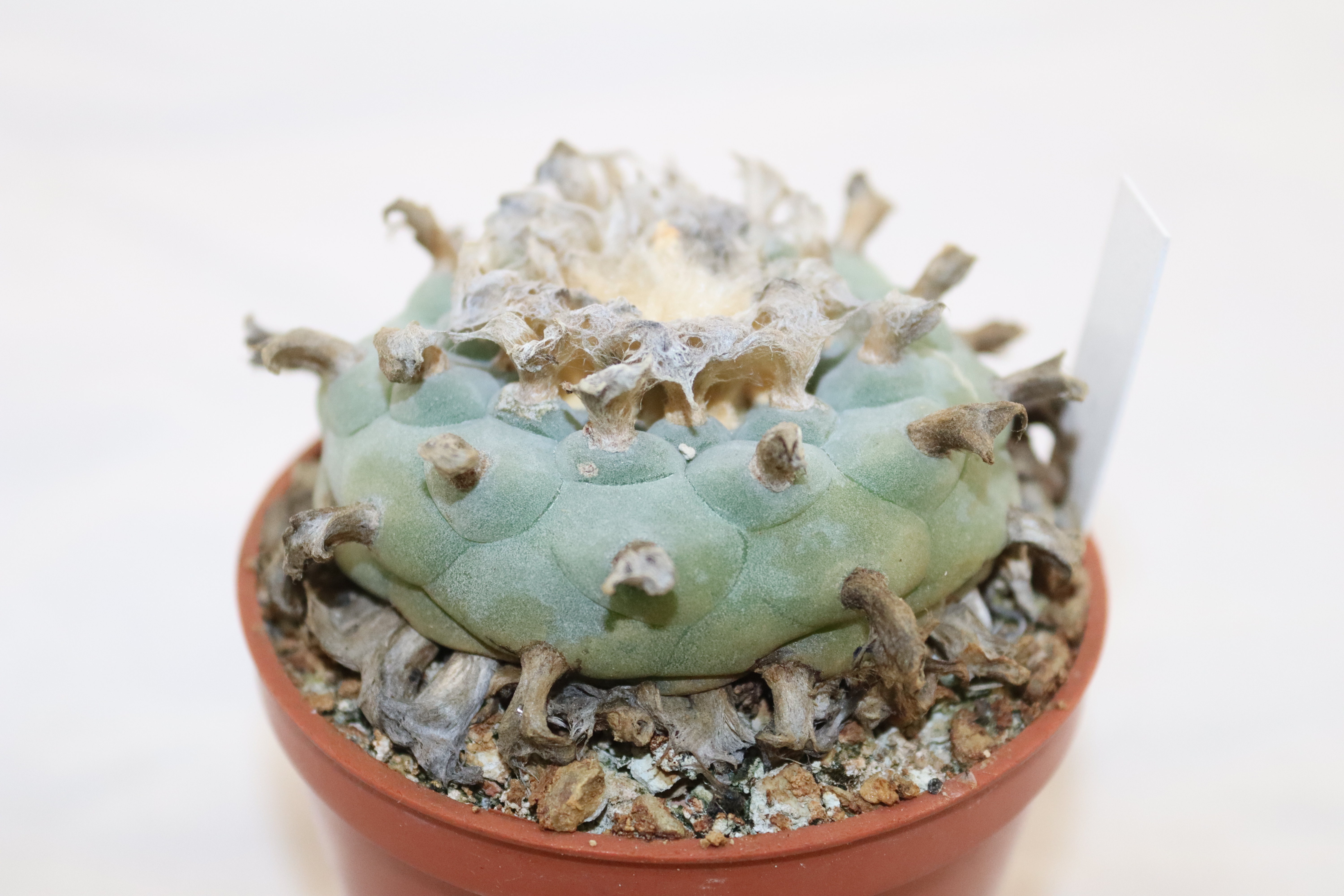 Lophophora williamsii RS 268 Huizache 18 Years 