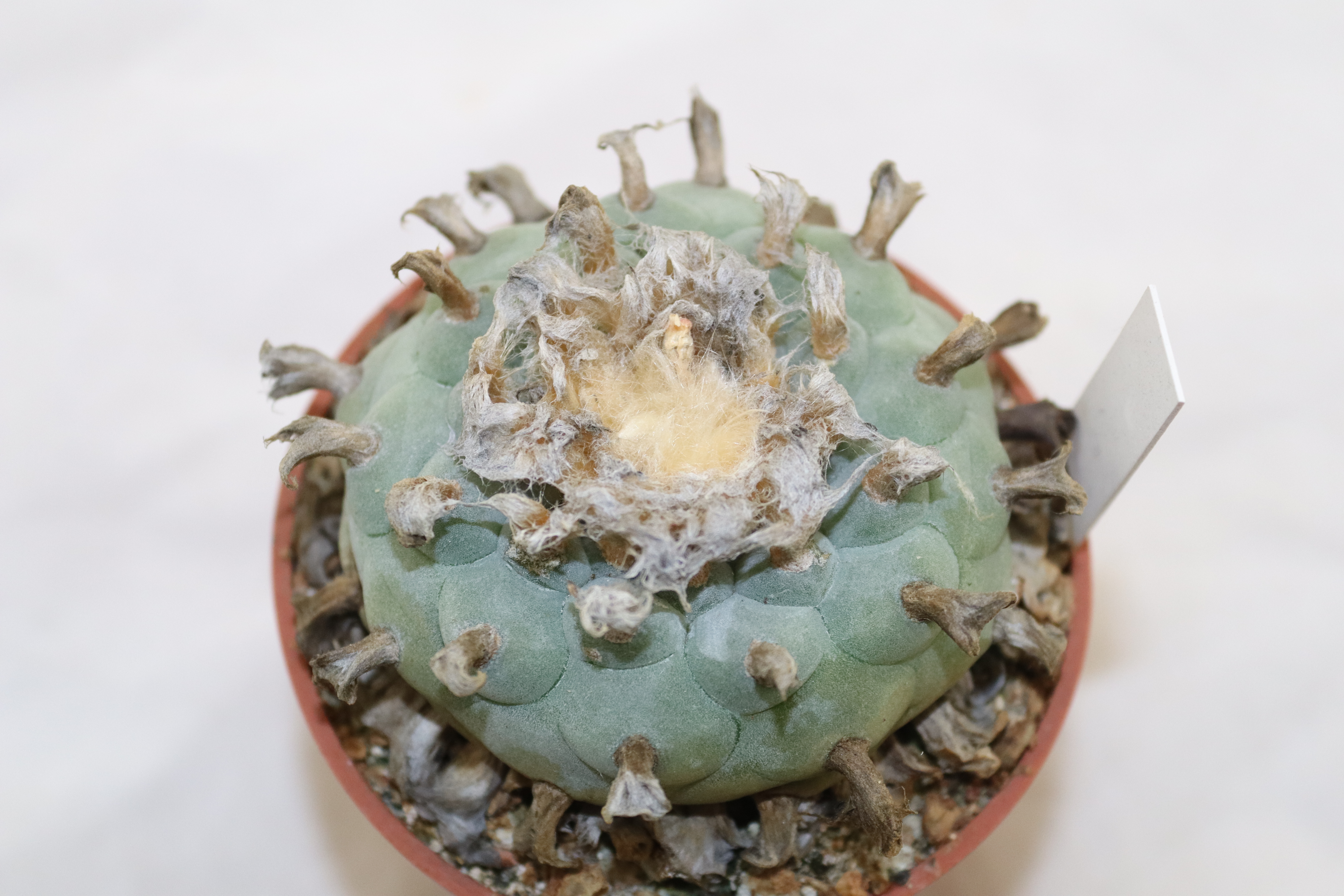 Lophophora williamsii RS 268 Huizache 18 Years  (2)