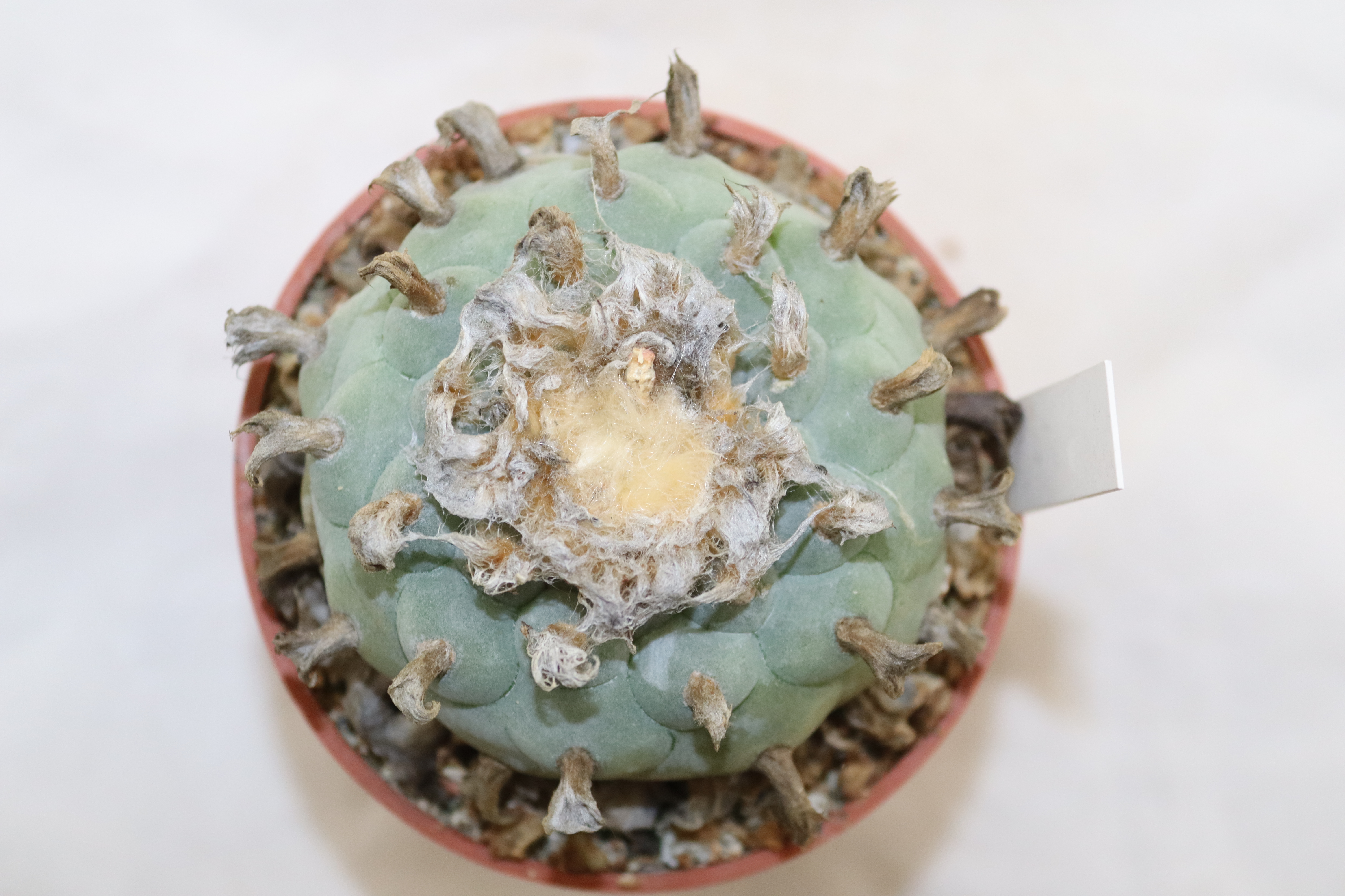 Lophophora williamsii RS 268 Huizache 18 Years  (3)