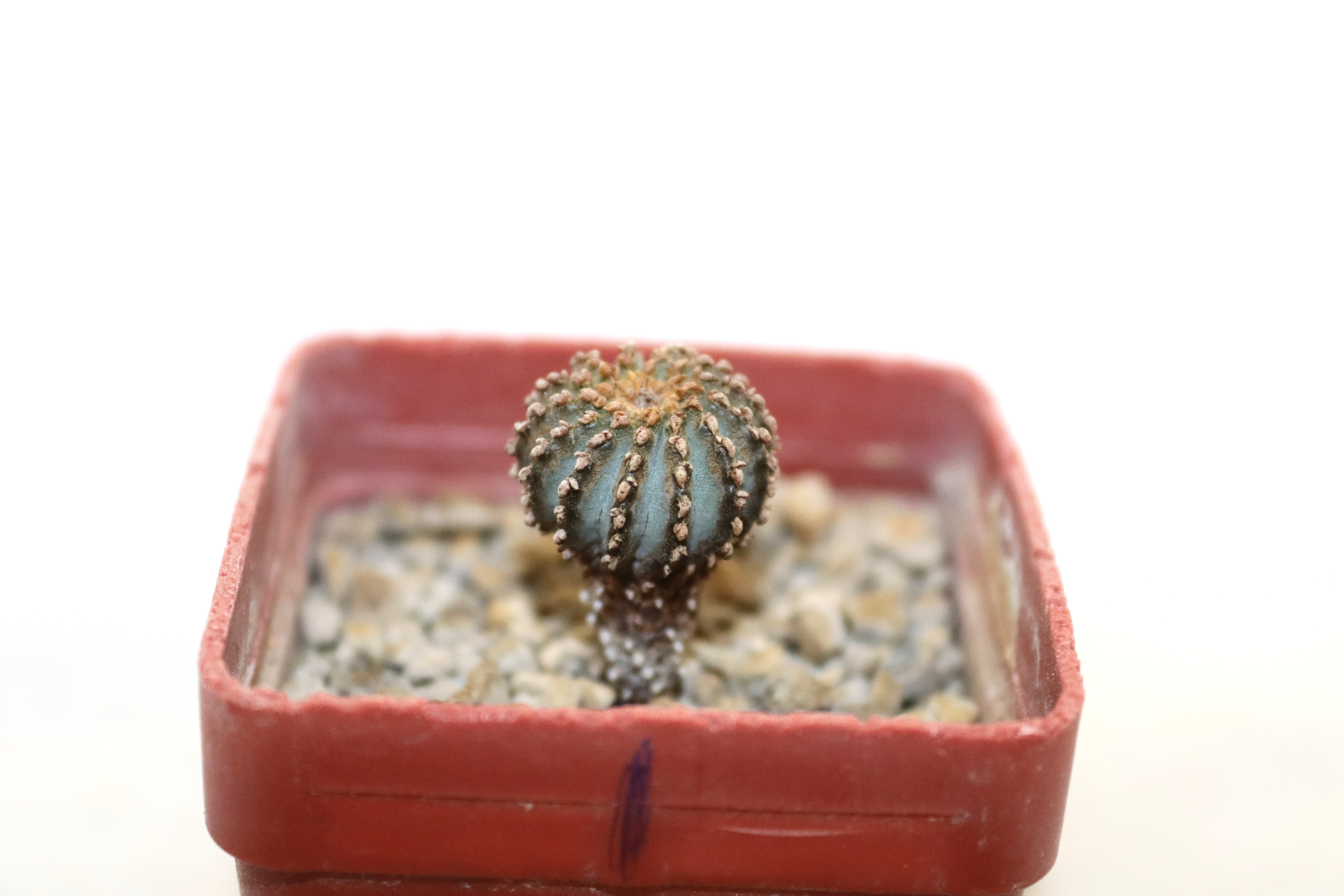 Geohintonia mexicana PP 223 Galeana