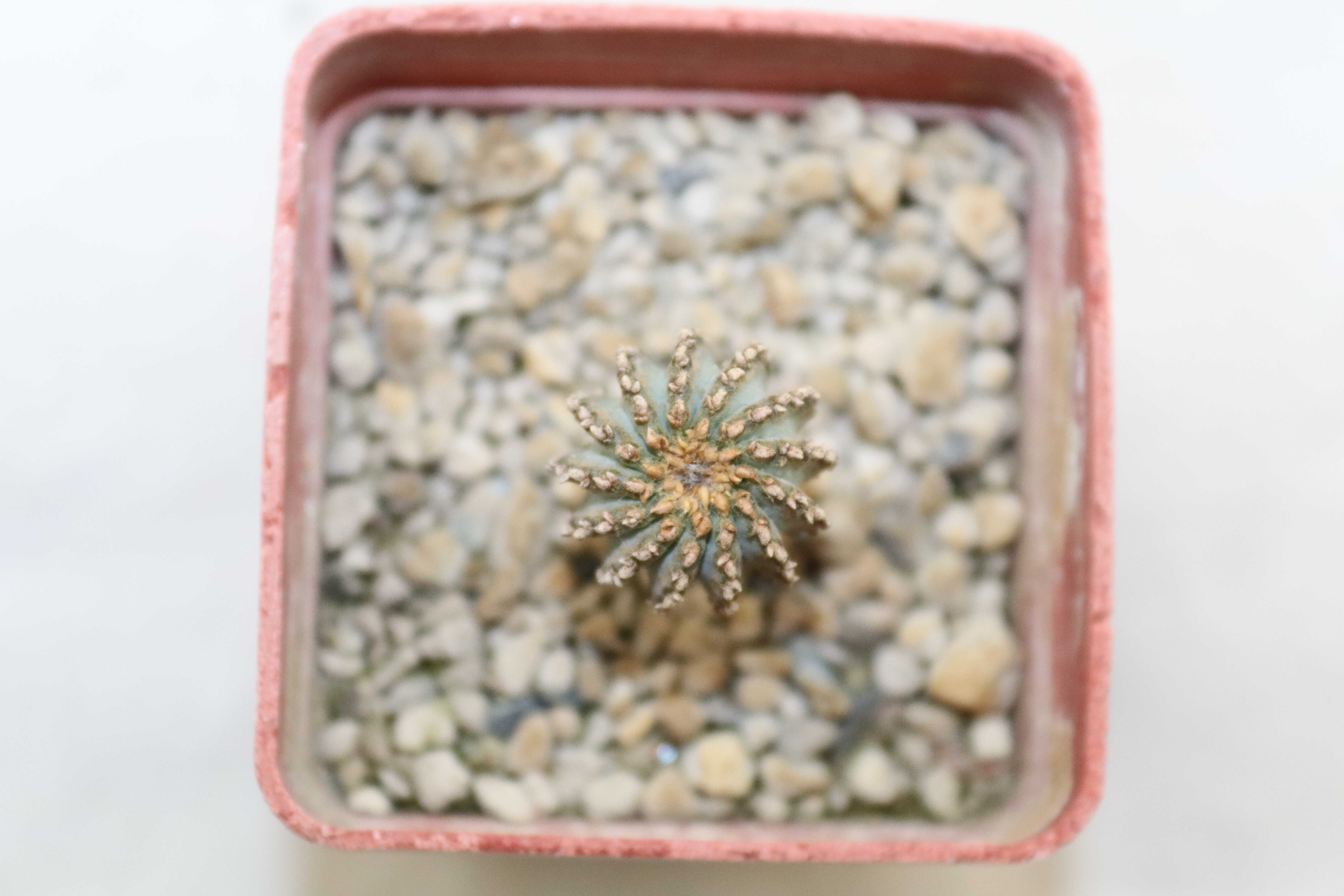 Geohintonia mexicana PP 223 Galeana (3)