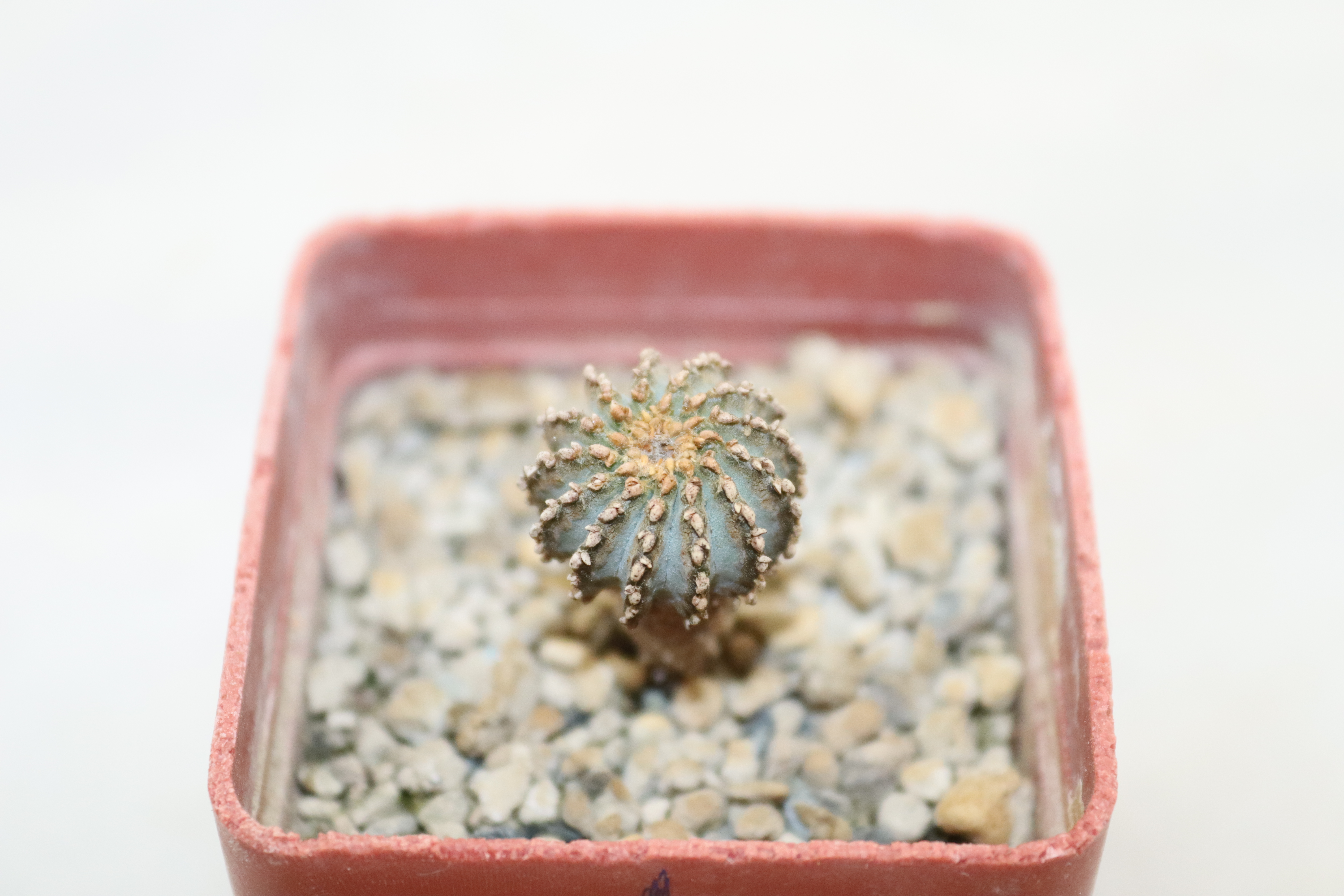 Geohintonia mexicana PP 223 Galeana (2)