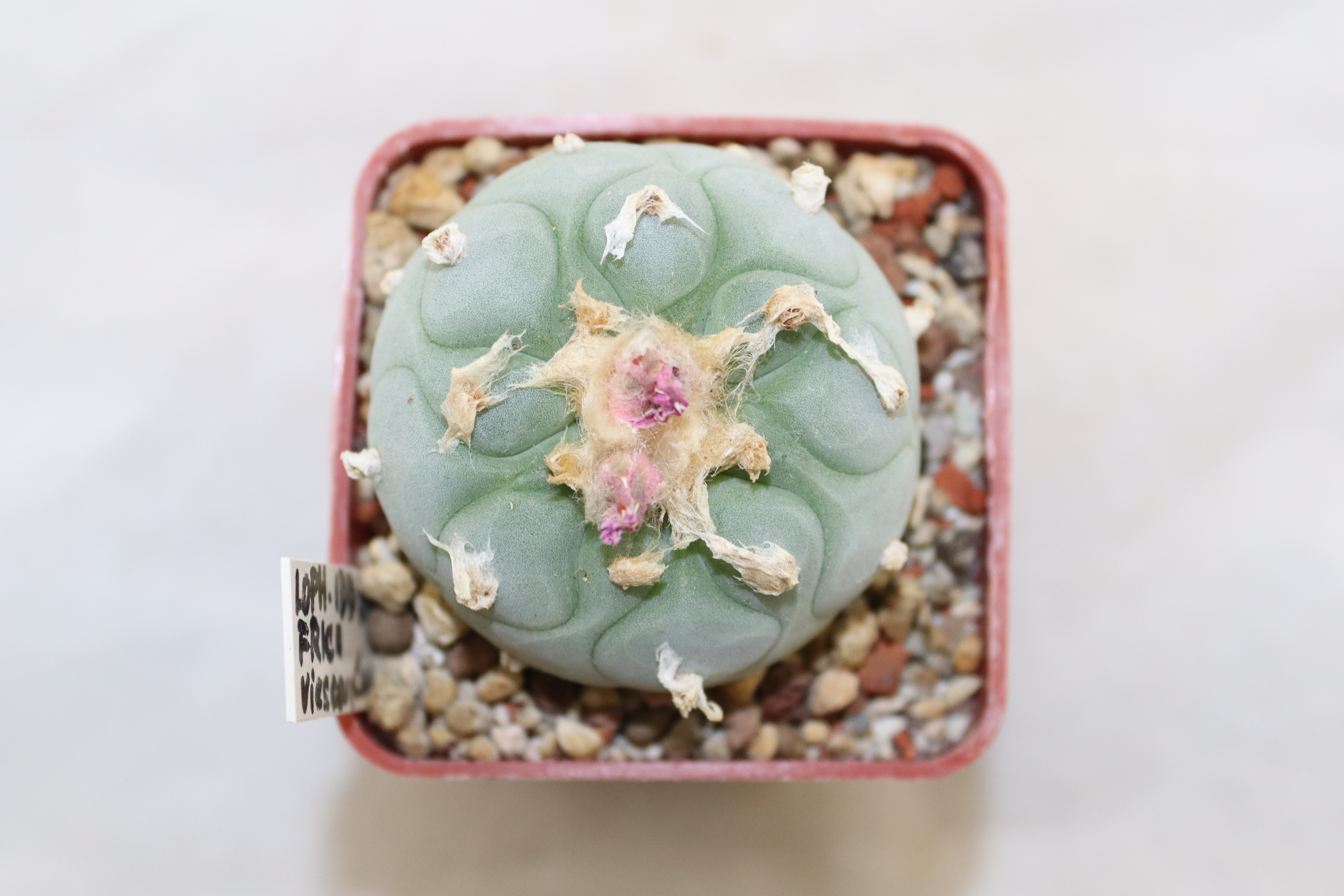 Lophophora fricii IDD 244 Viesca