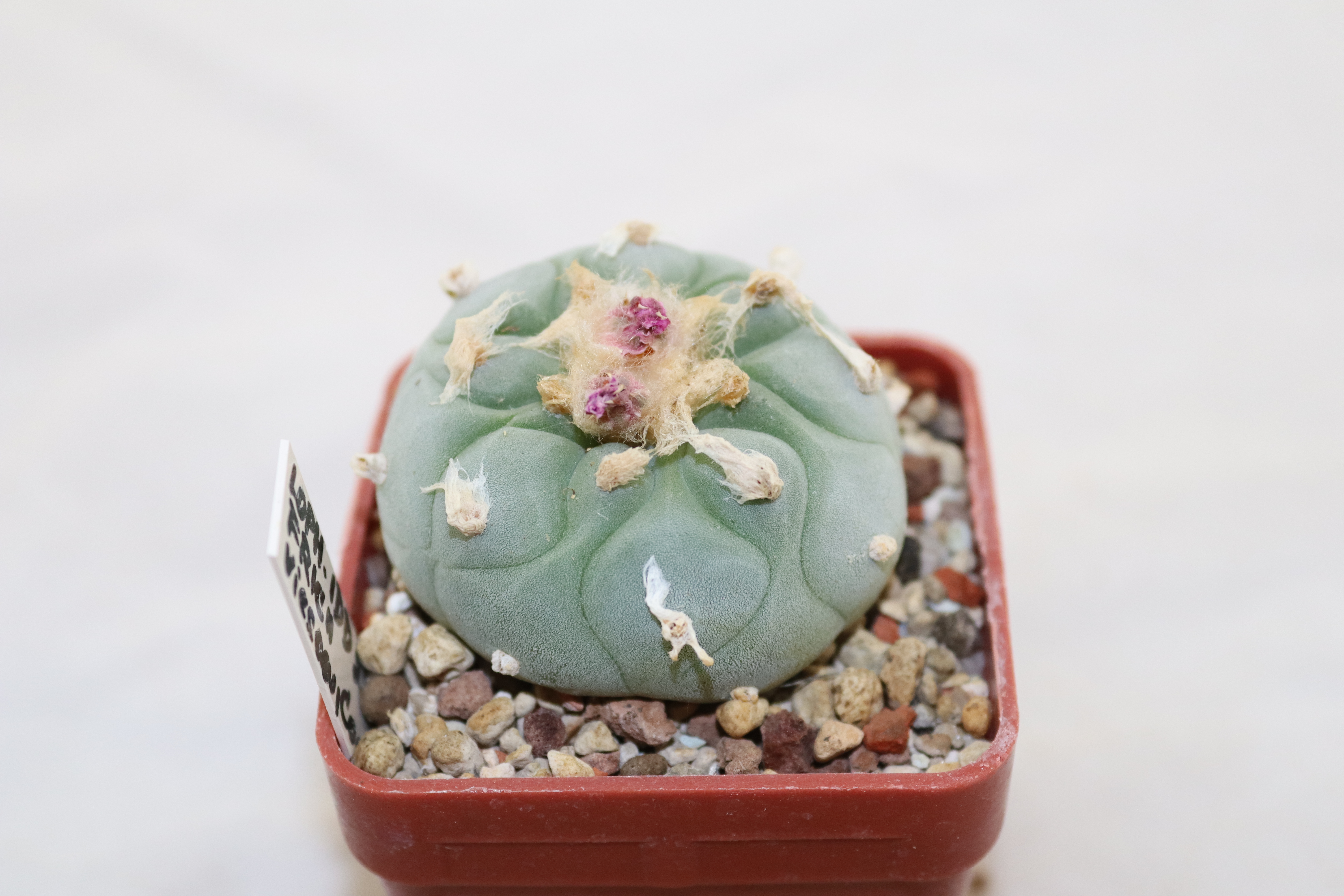 Lophophora fricii IDD 244 Viesca (2)