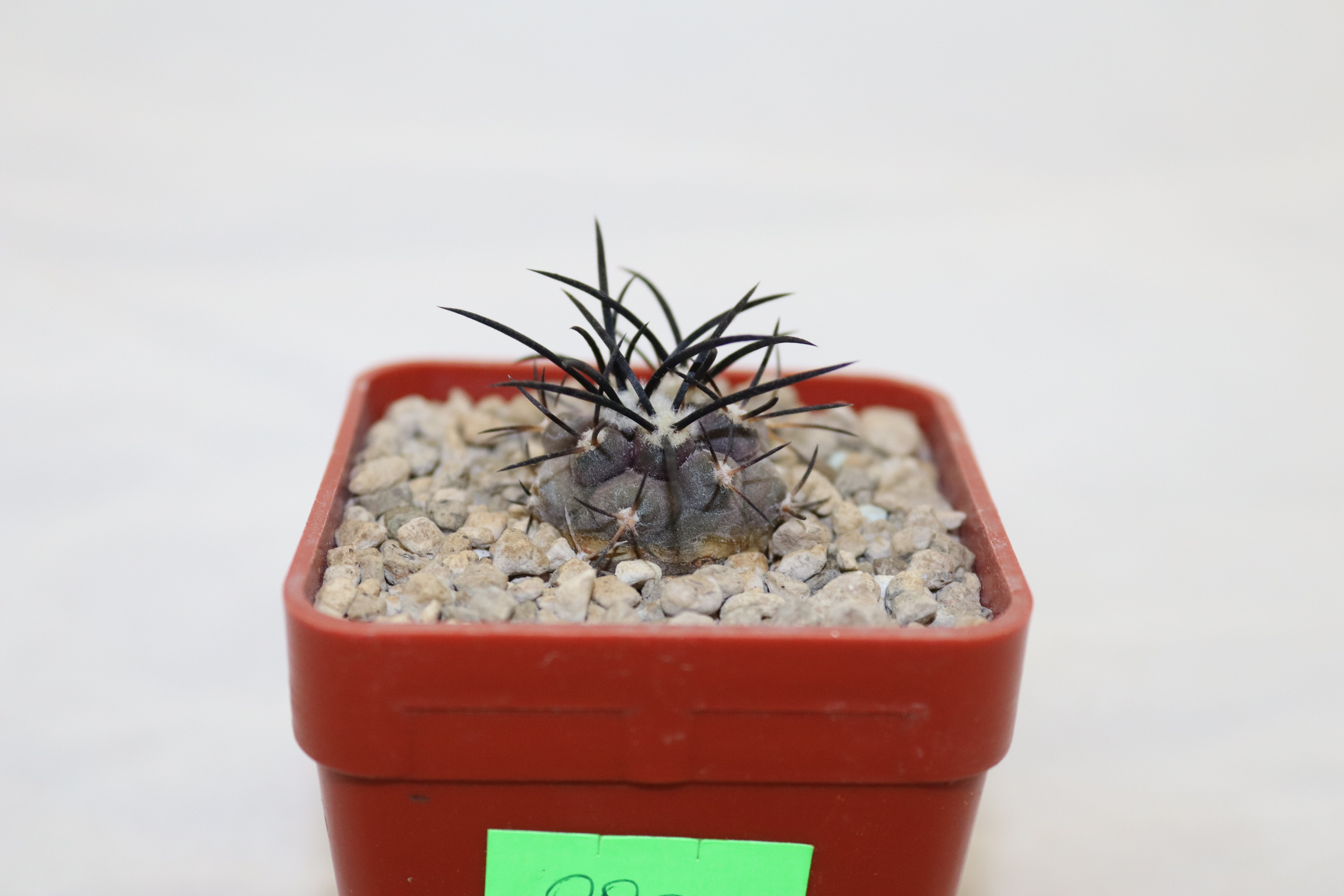 Copiapoa griseoviolacea MT 17 - 715 (2)