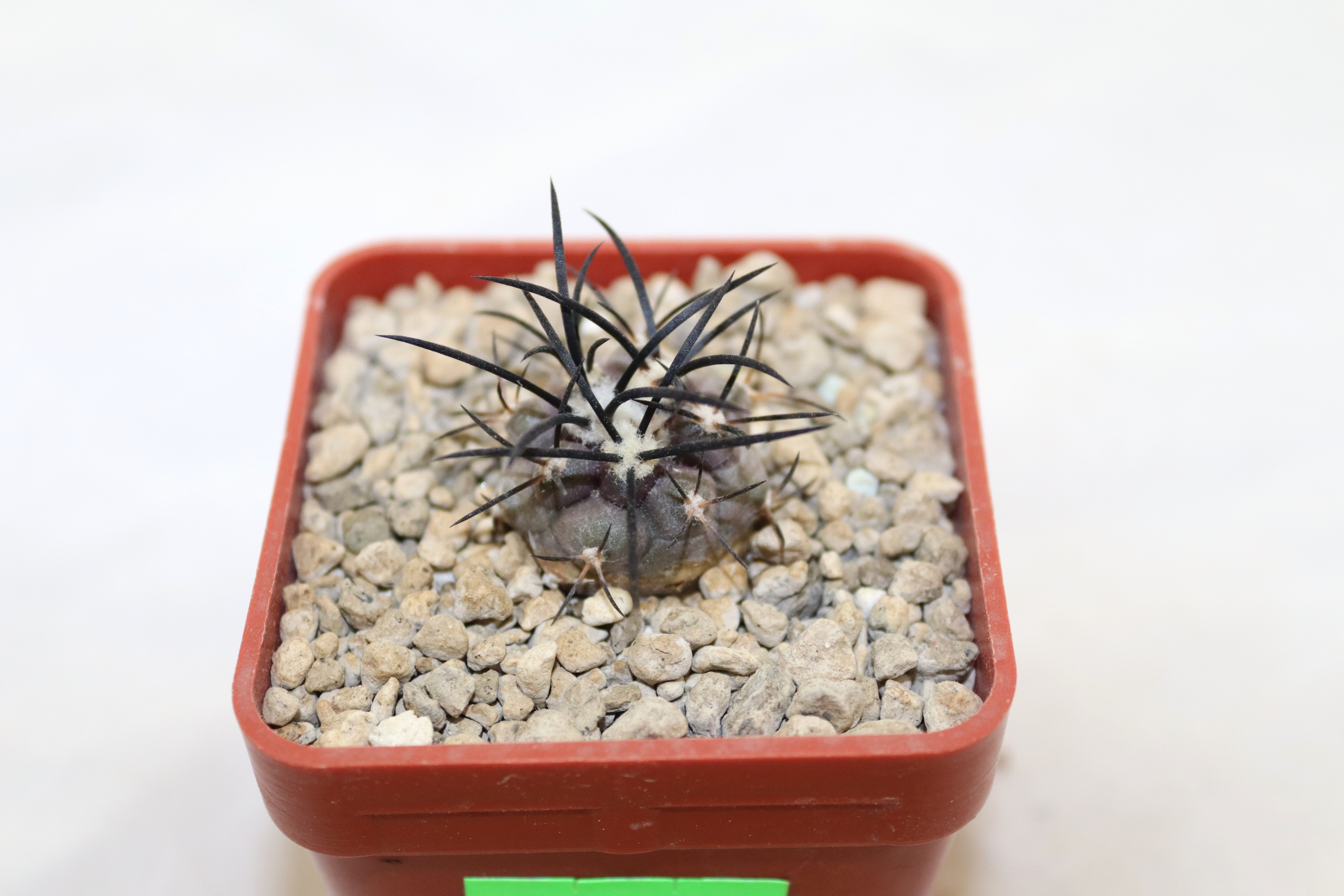 Copiapoa griseoviolacea MT 17 - 715