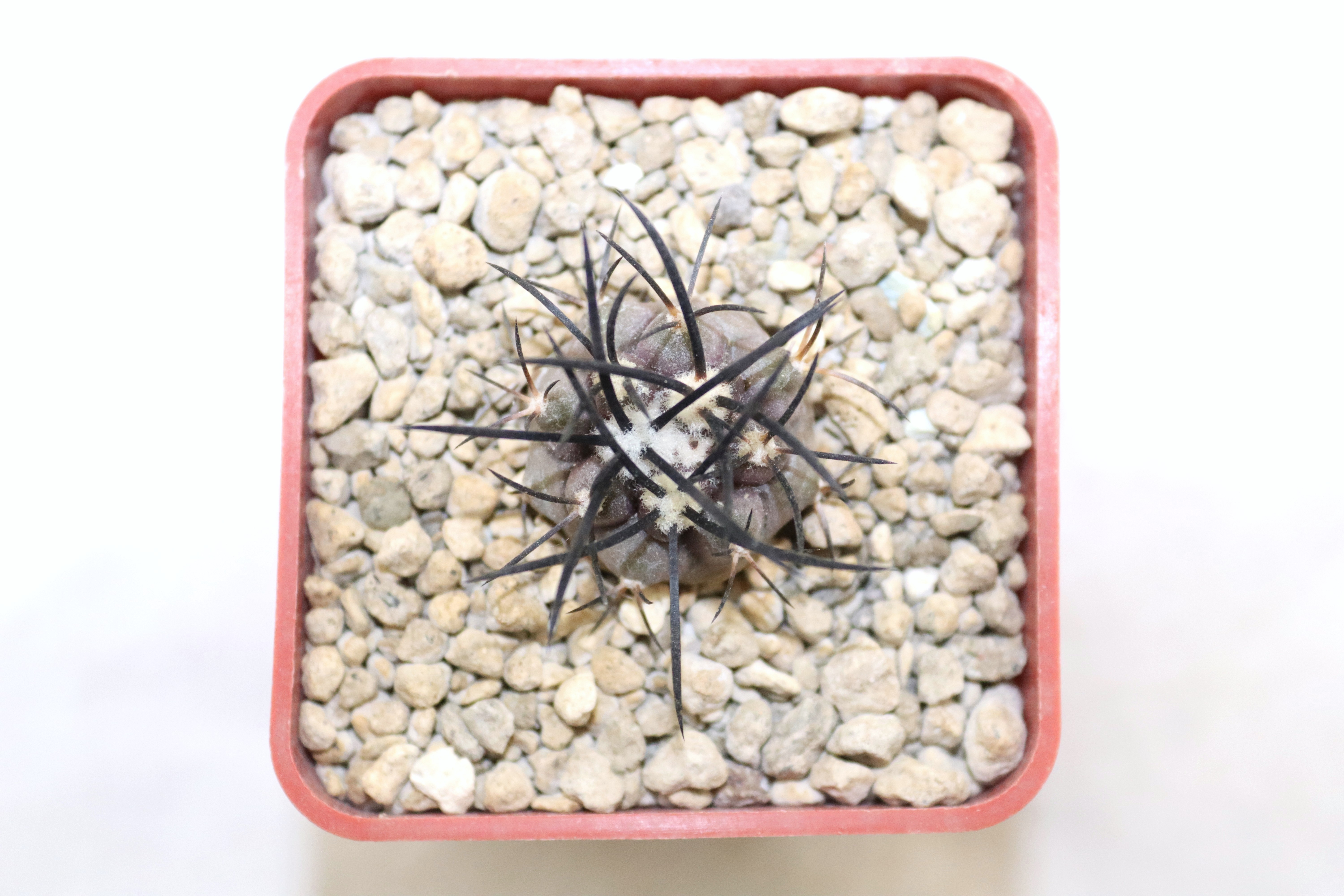 Copiapoa griseoviolacea MT 17 - 715 (3)