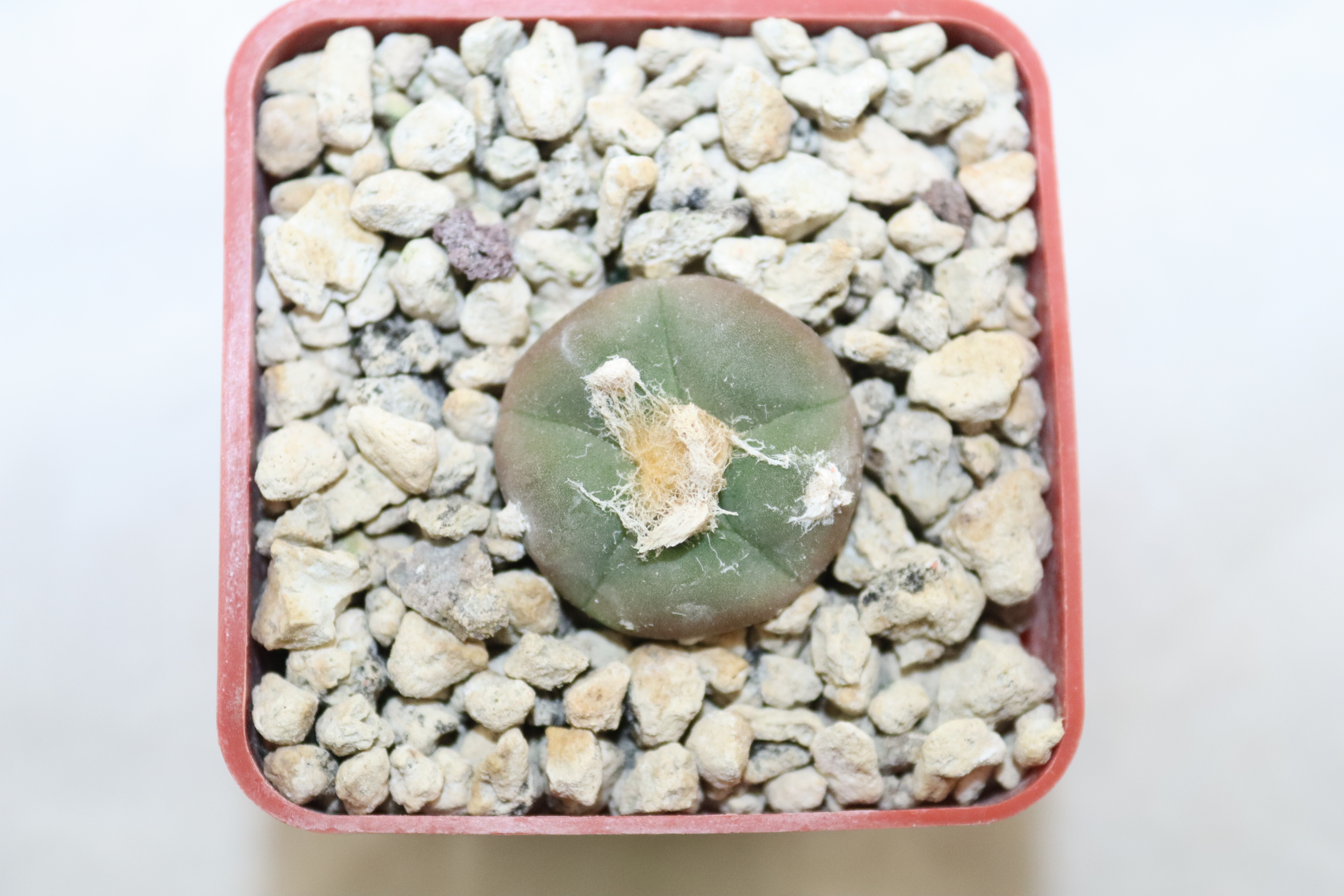 Lophophora Alberto-Vojtechii VM 758