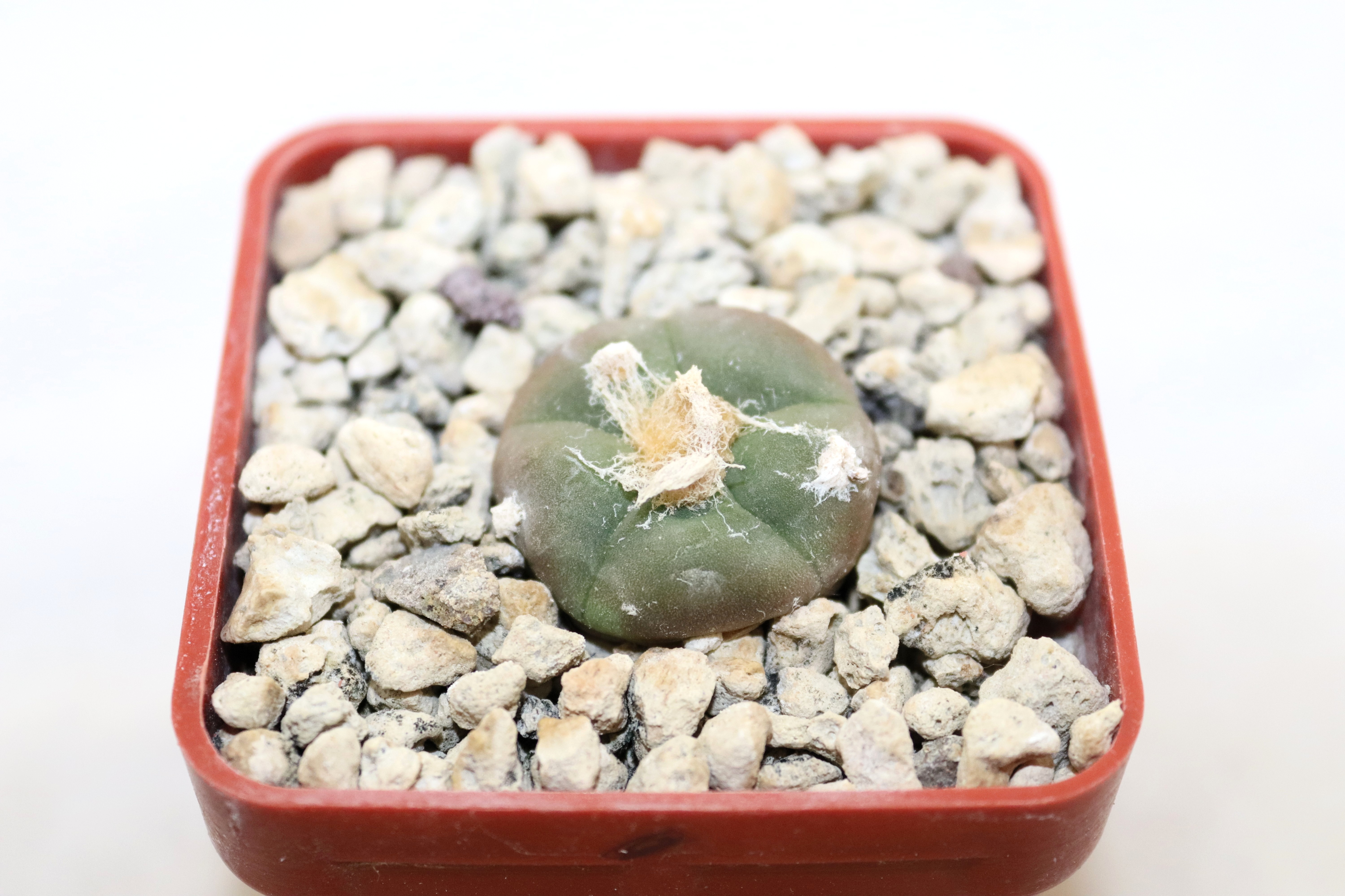 Lophophora Alberto-Vojtechii VM 758 (2)