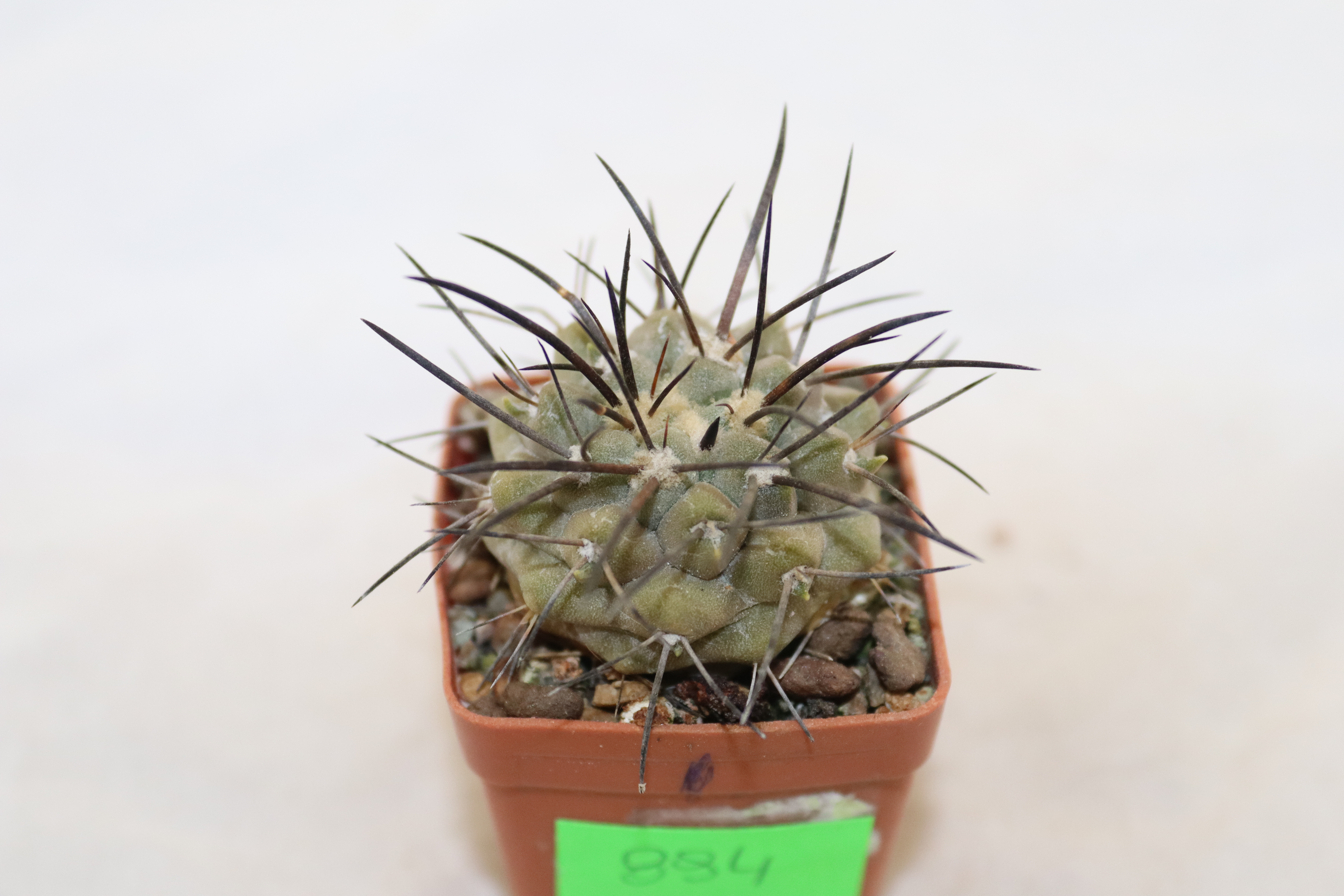 Copiapoa dealbata Carrizal 