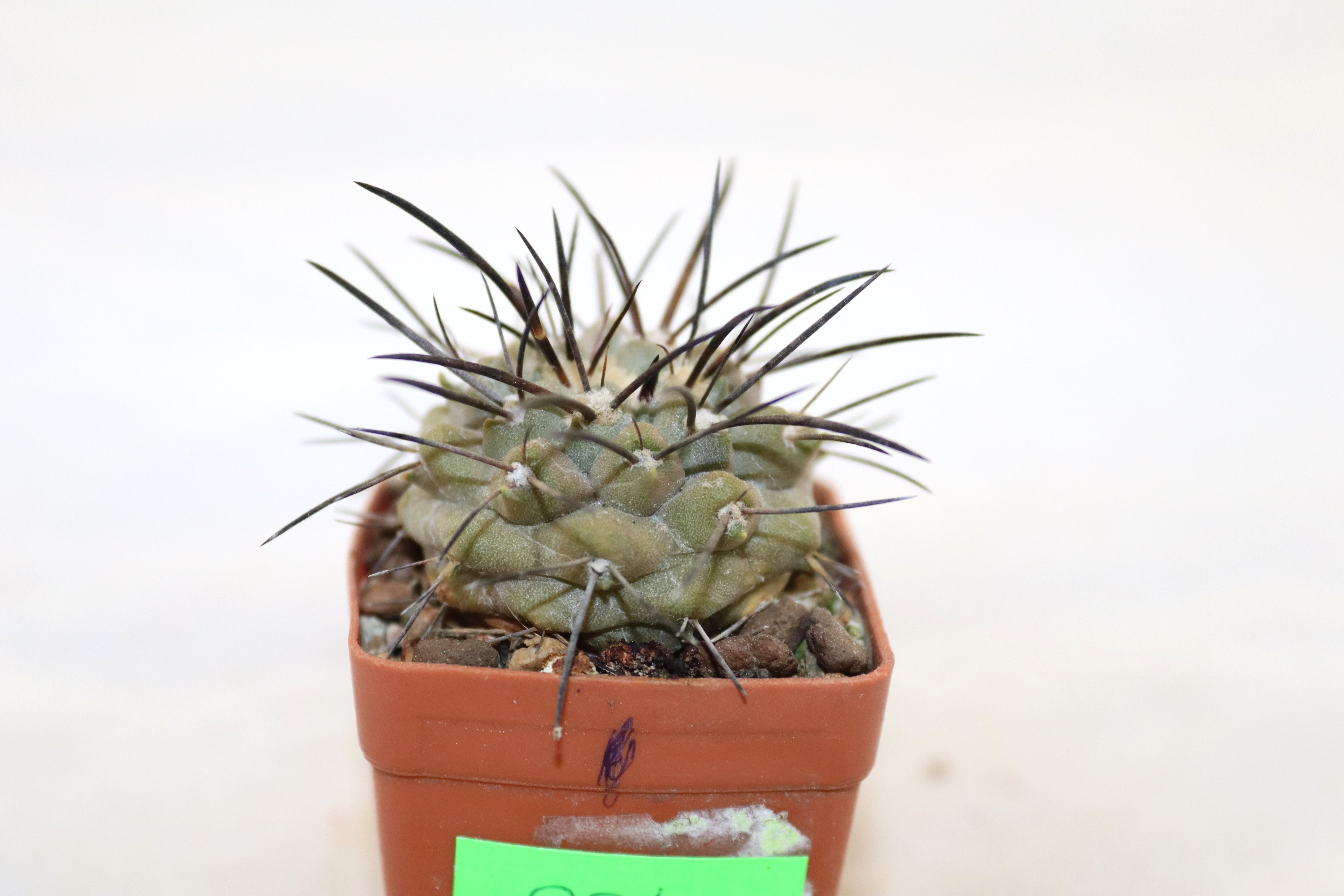 Copiapoa dealbata Carrizal  (2)