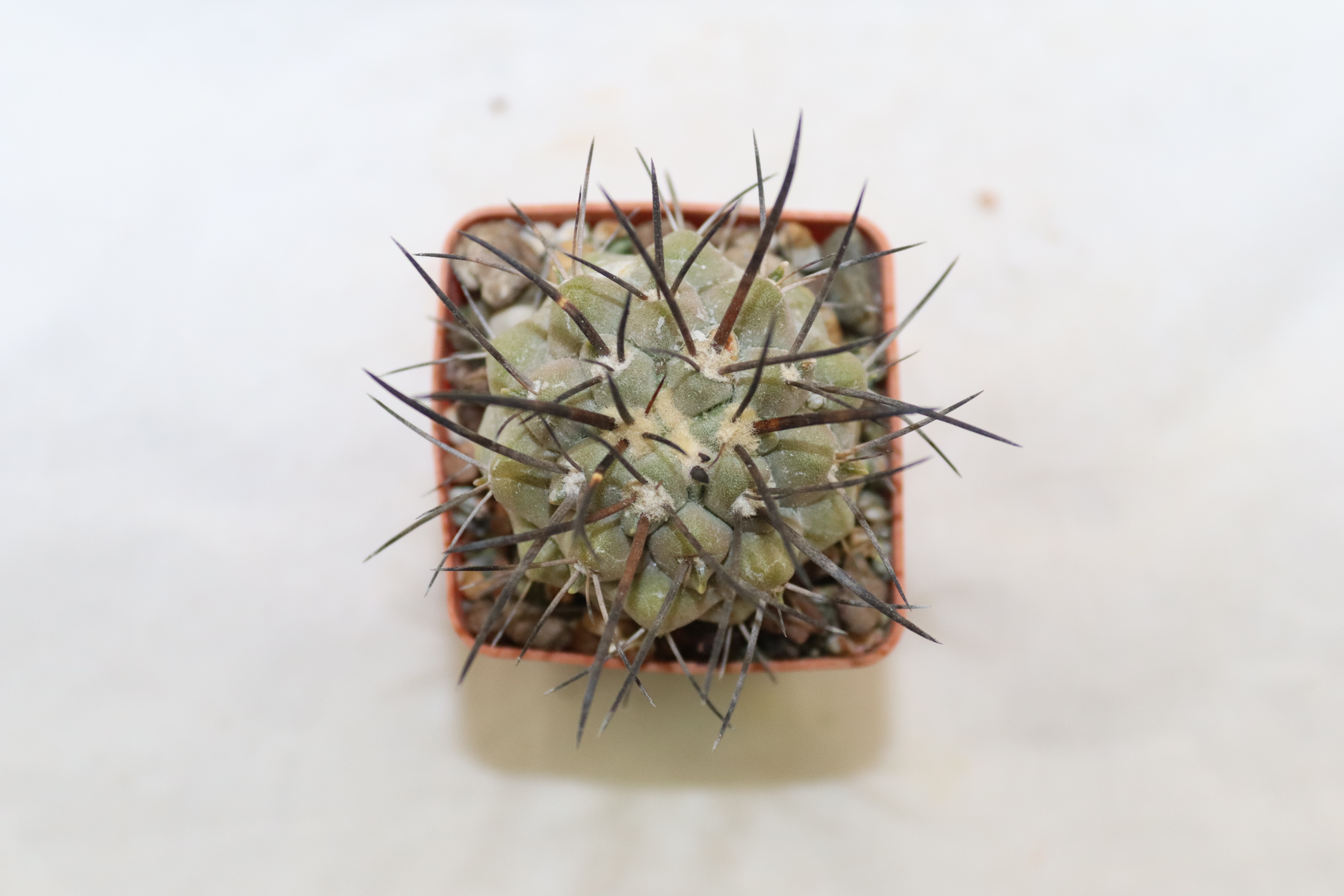 Copiapoa dealbata Carrizal  (3)