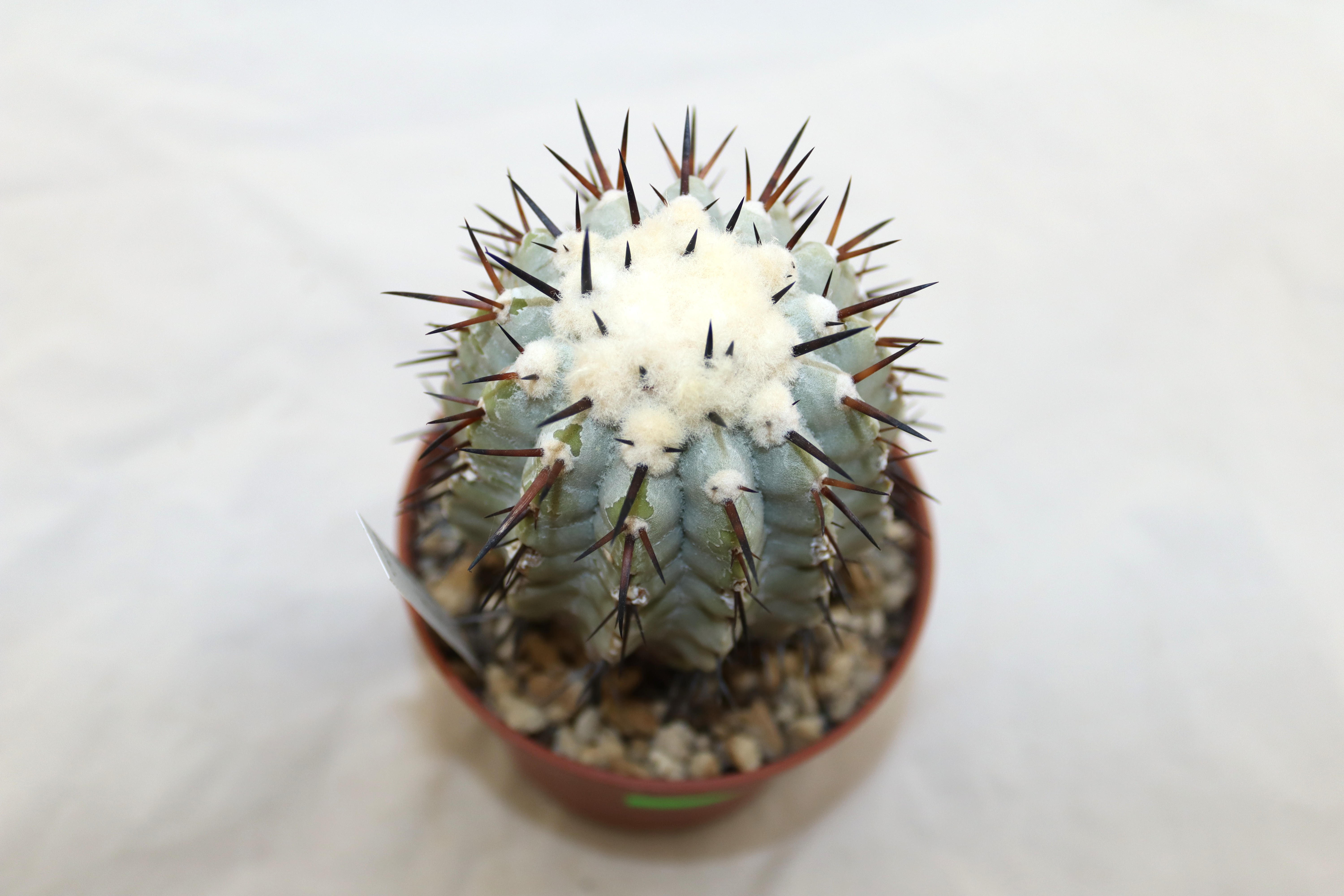 Copiapoa cinerea 