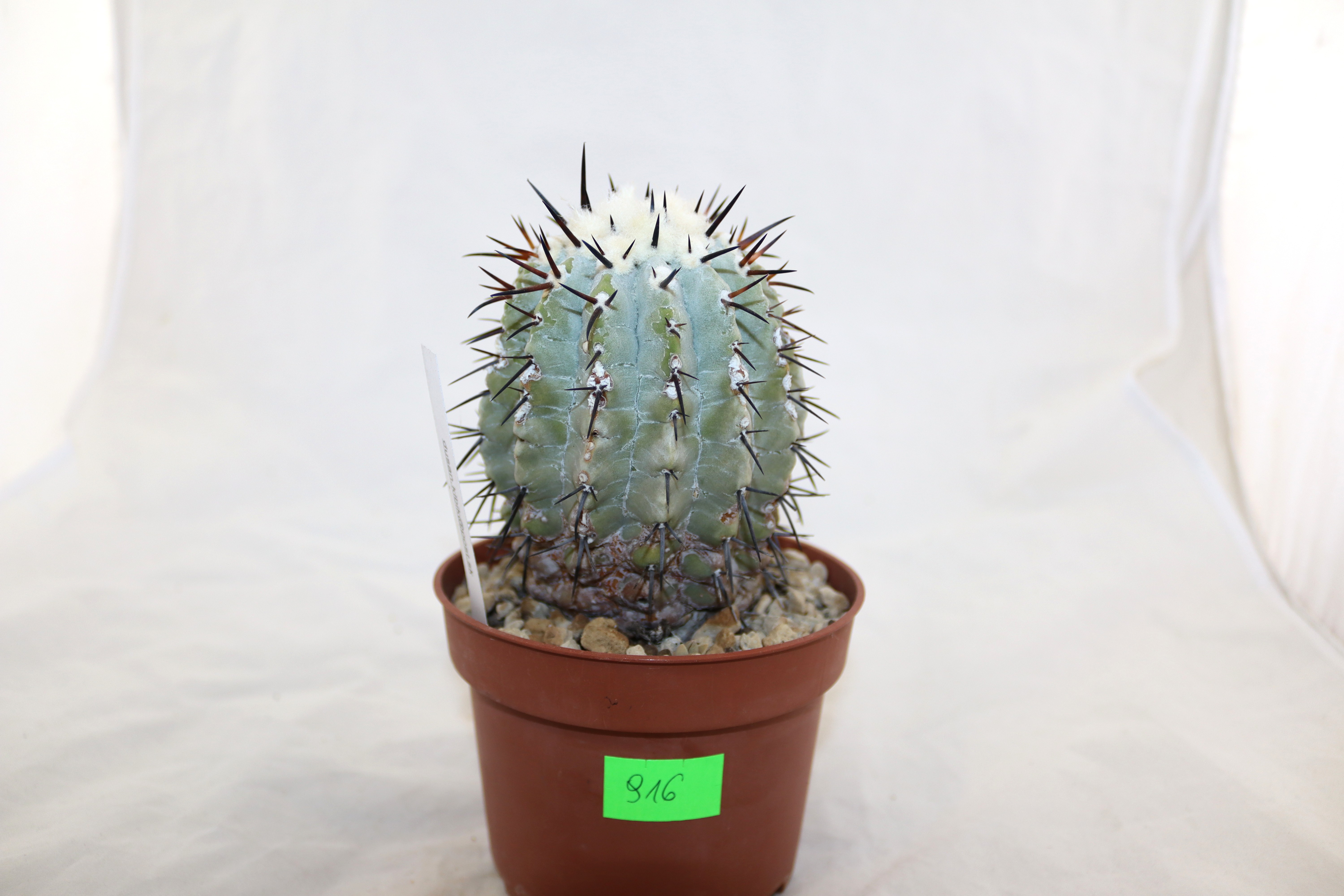 Copiapoa cinerea  (2)