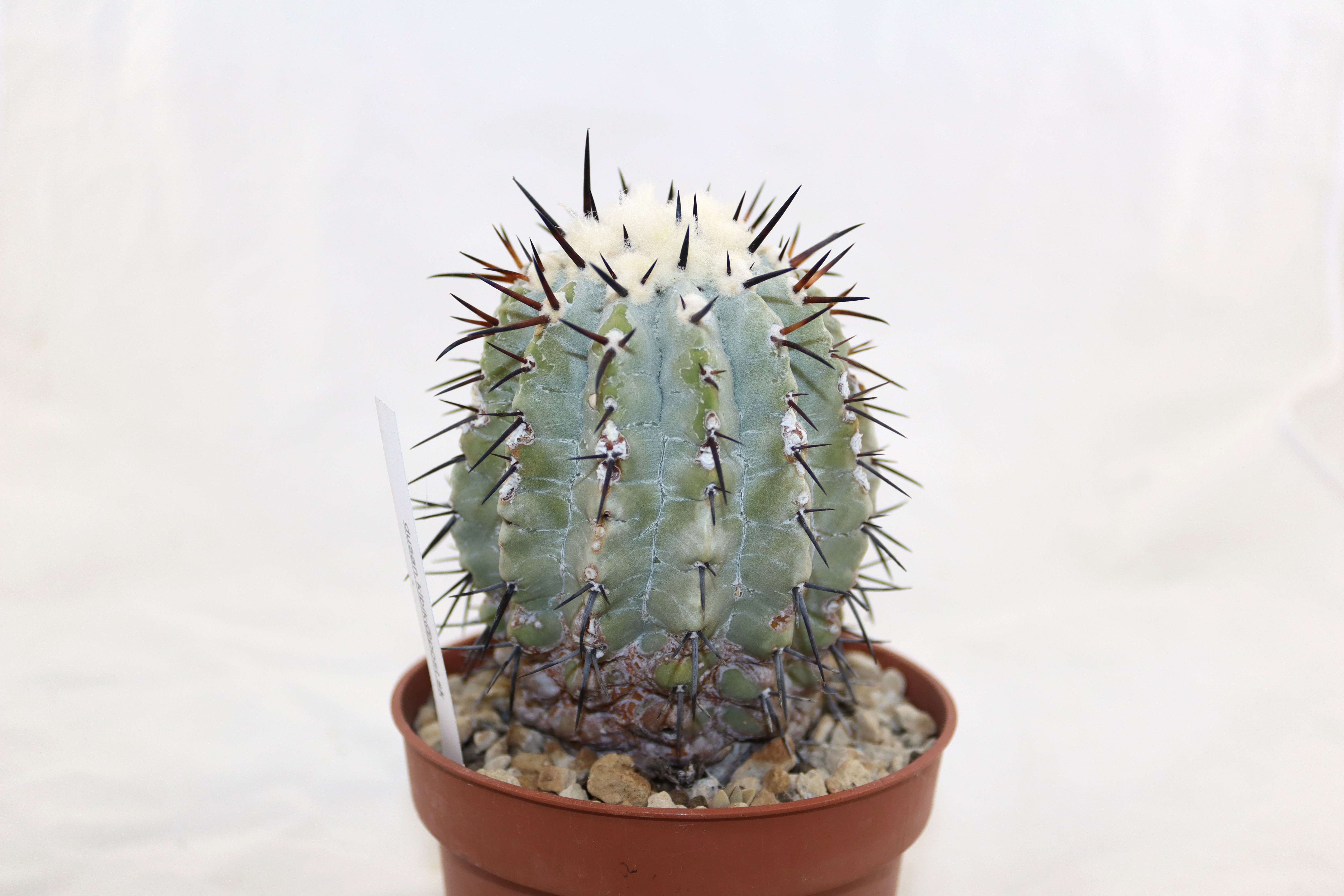 Copiapoa cinerea  (3)