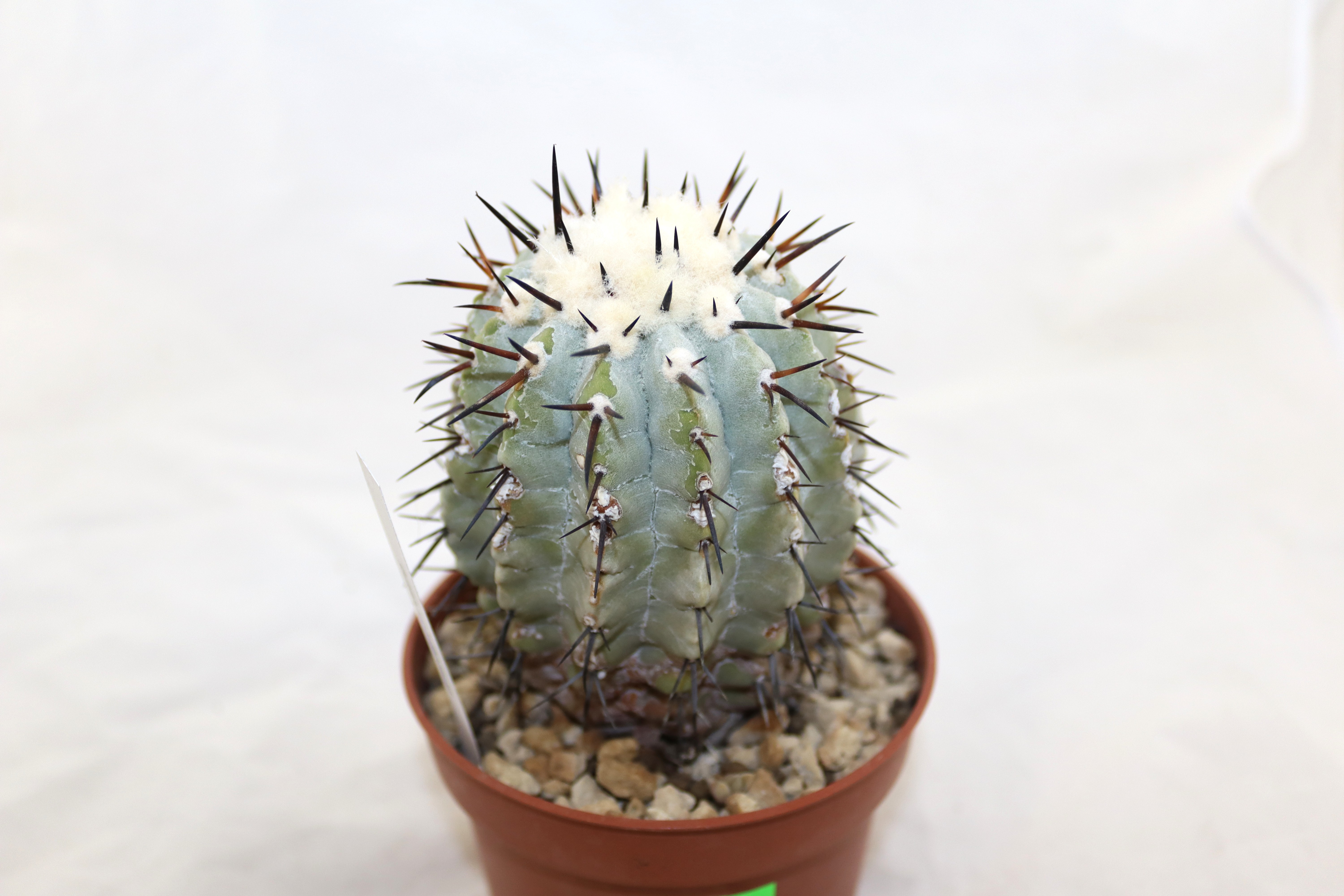 Copiapoa cinerea  (4)