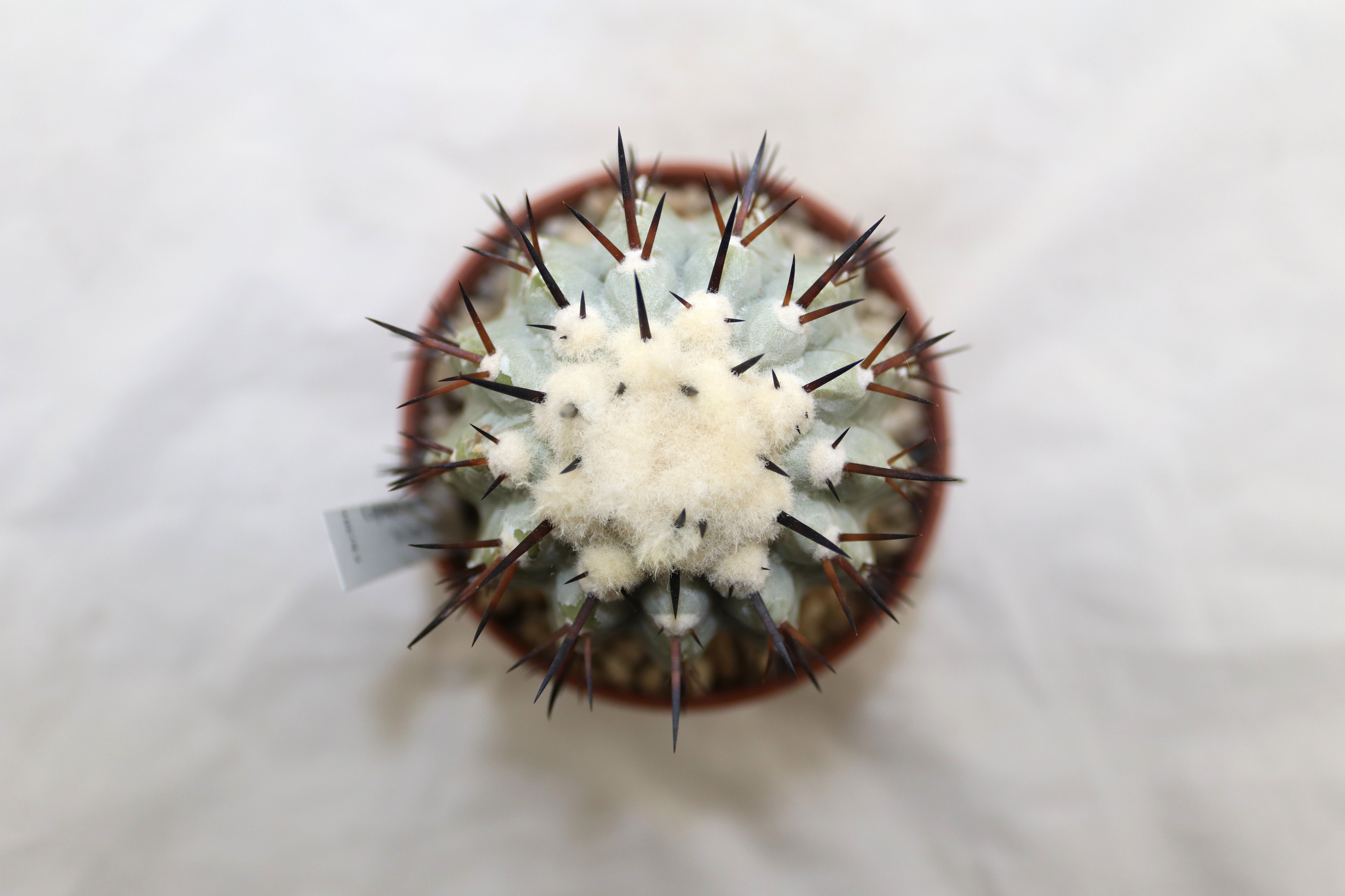 Copiapoa cinerea  (5)
