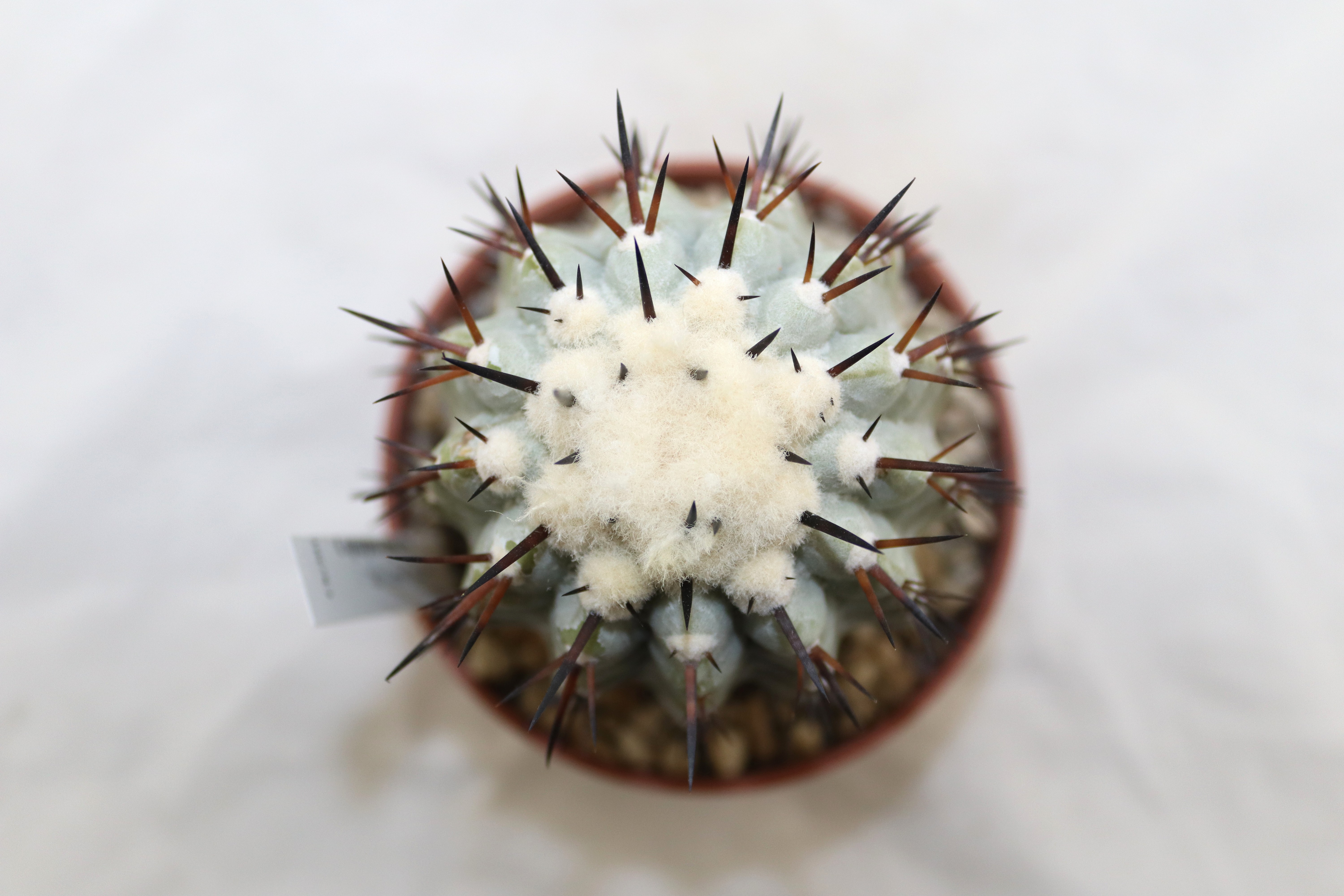 Copiapoa cinerea  (6)