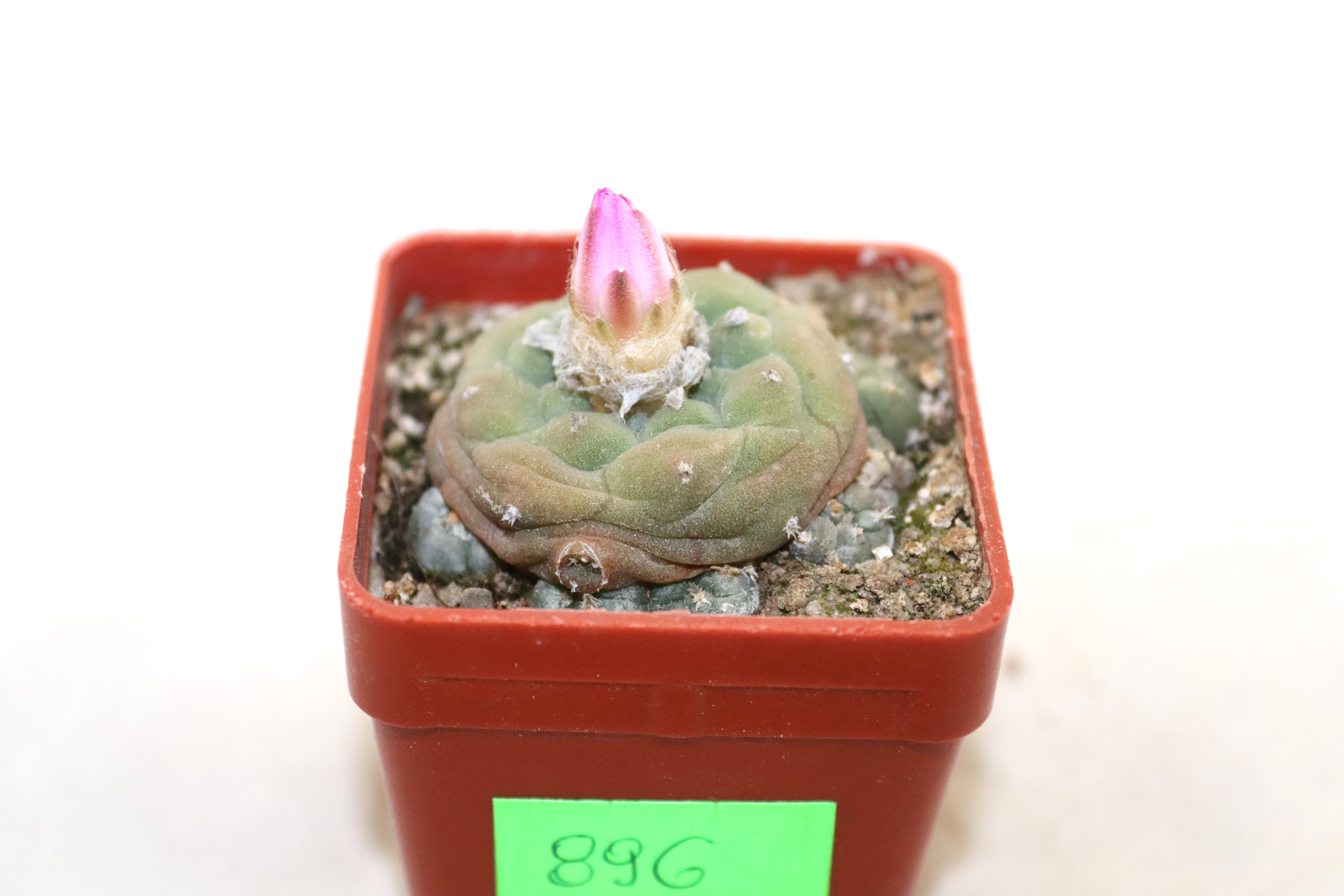 Lophophora jourdaniana (3)