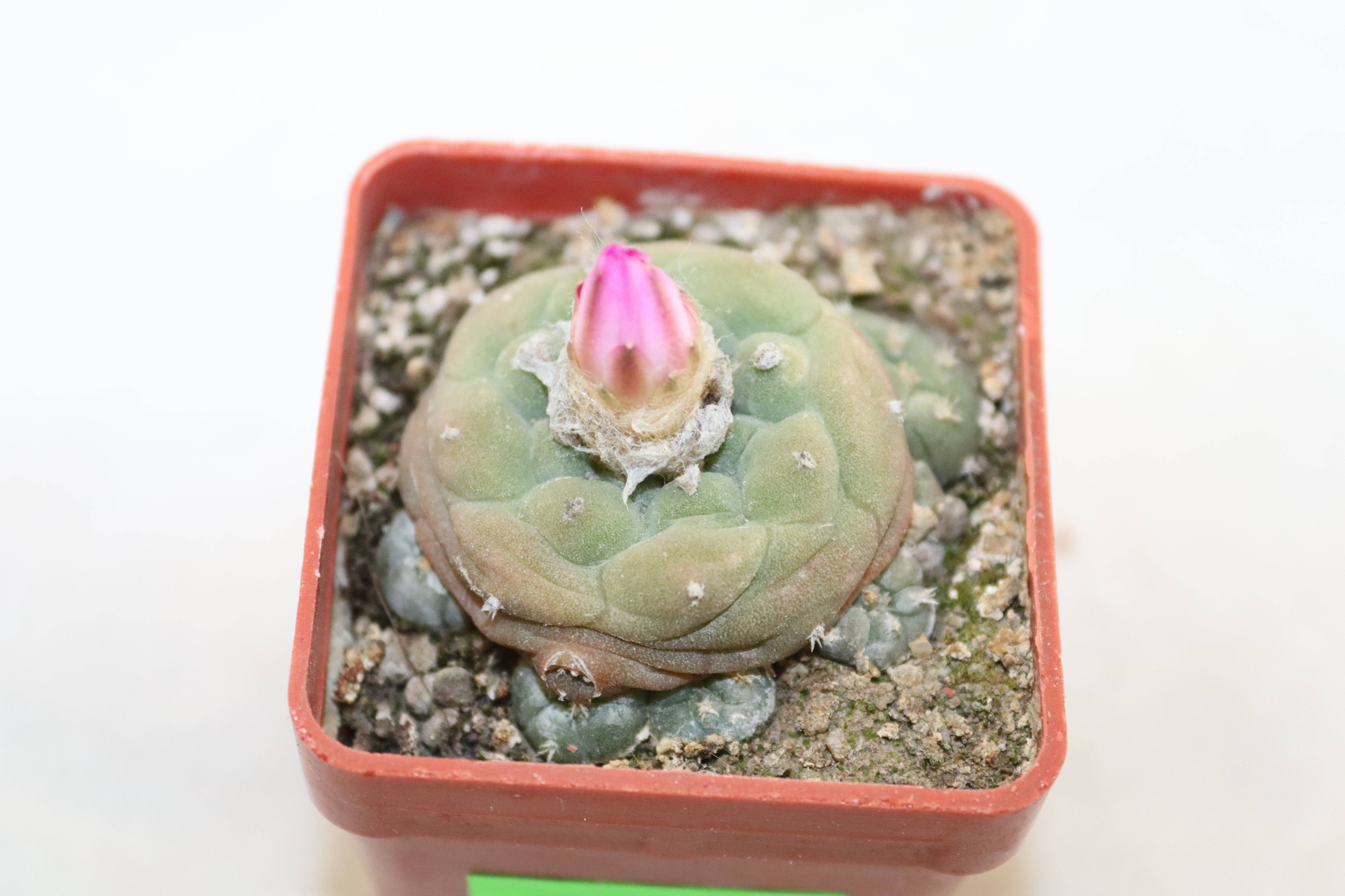 Lophophora jourdaniana