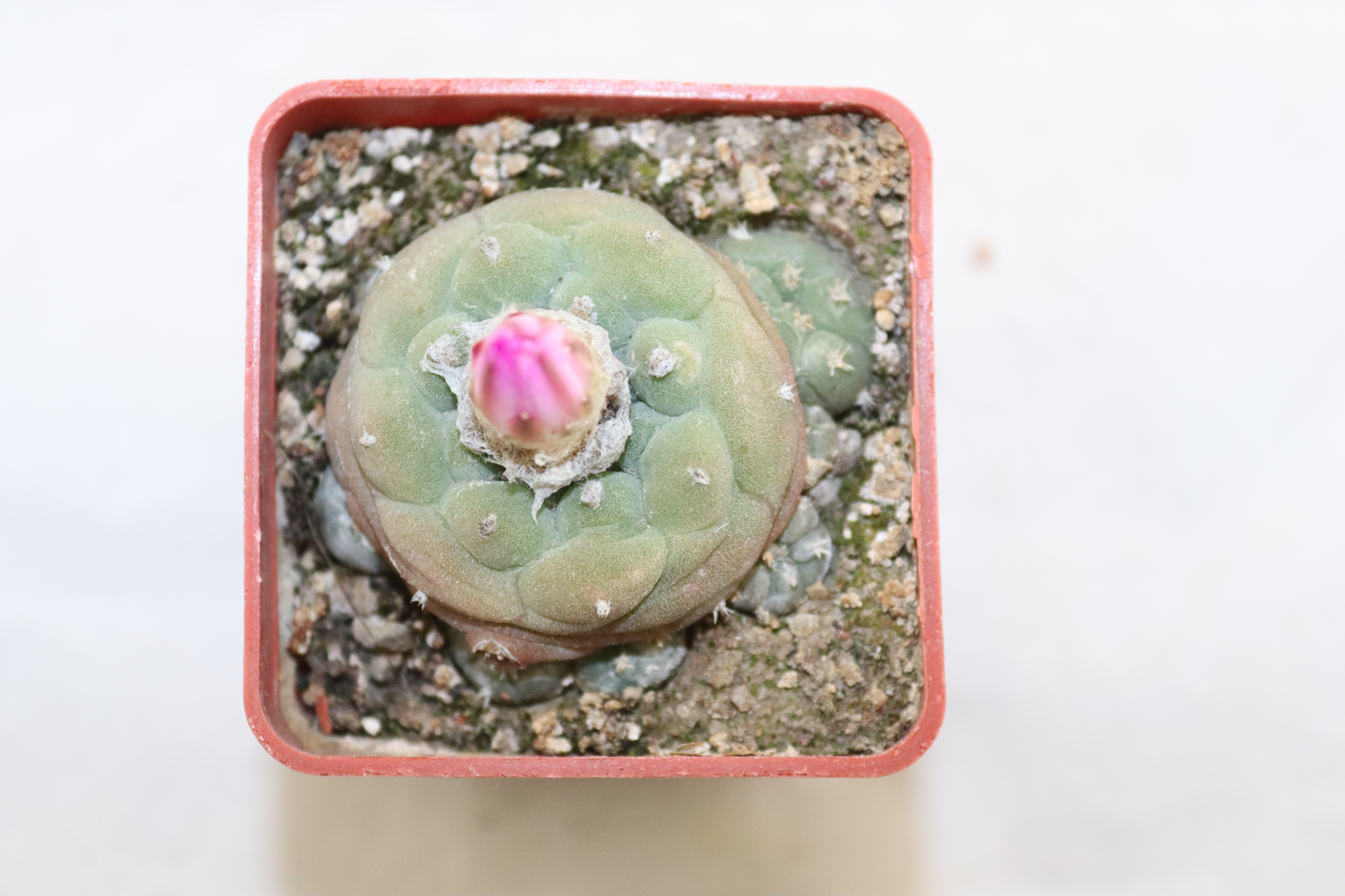 Lophophora jourdaniana (2)
