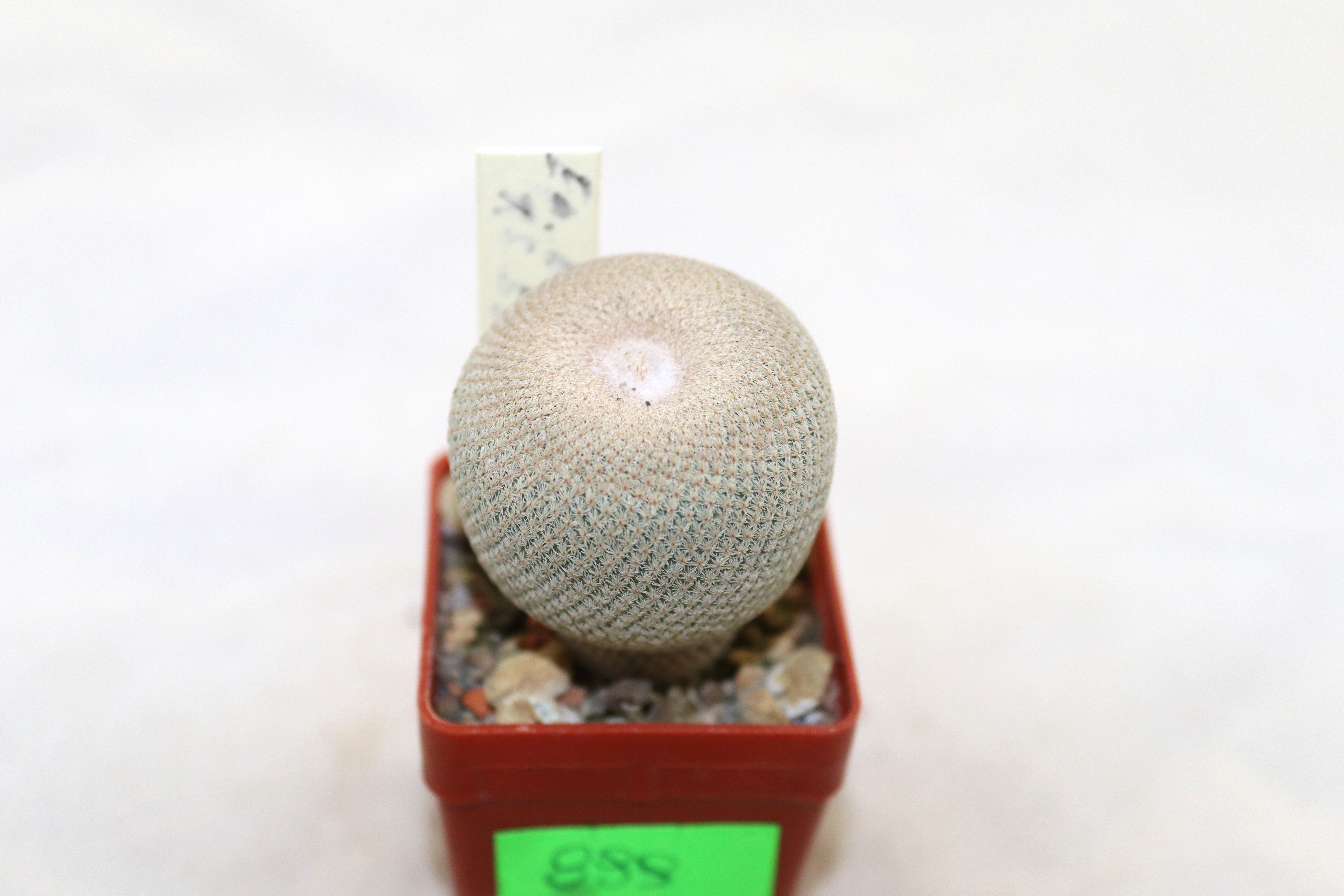 Epithelantha bokei RS 522 Plan de Ayala