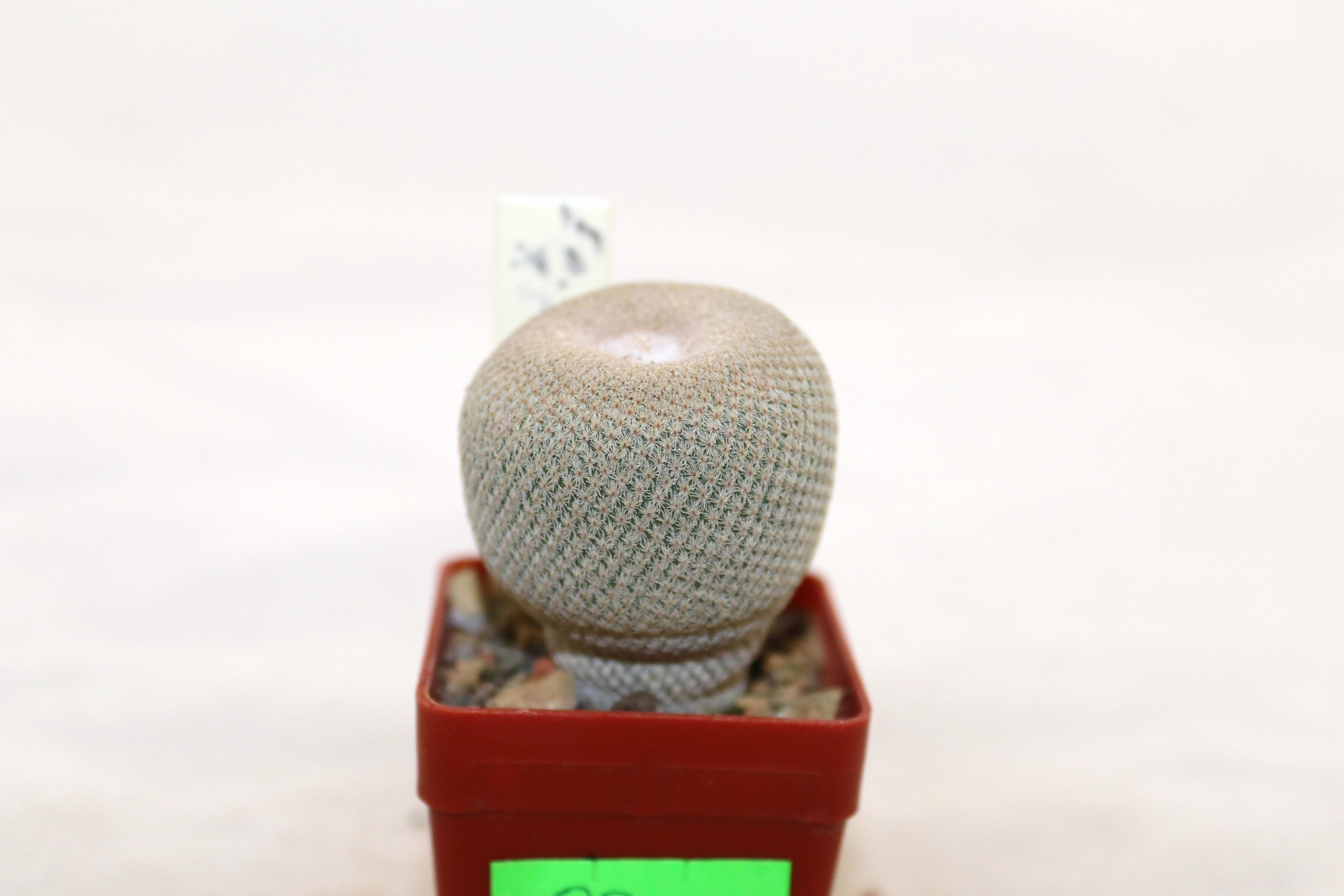 Epithelantha bokei RS 522 Plan de Ayala (2)