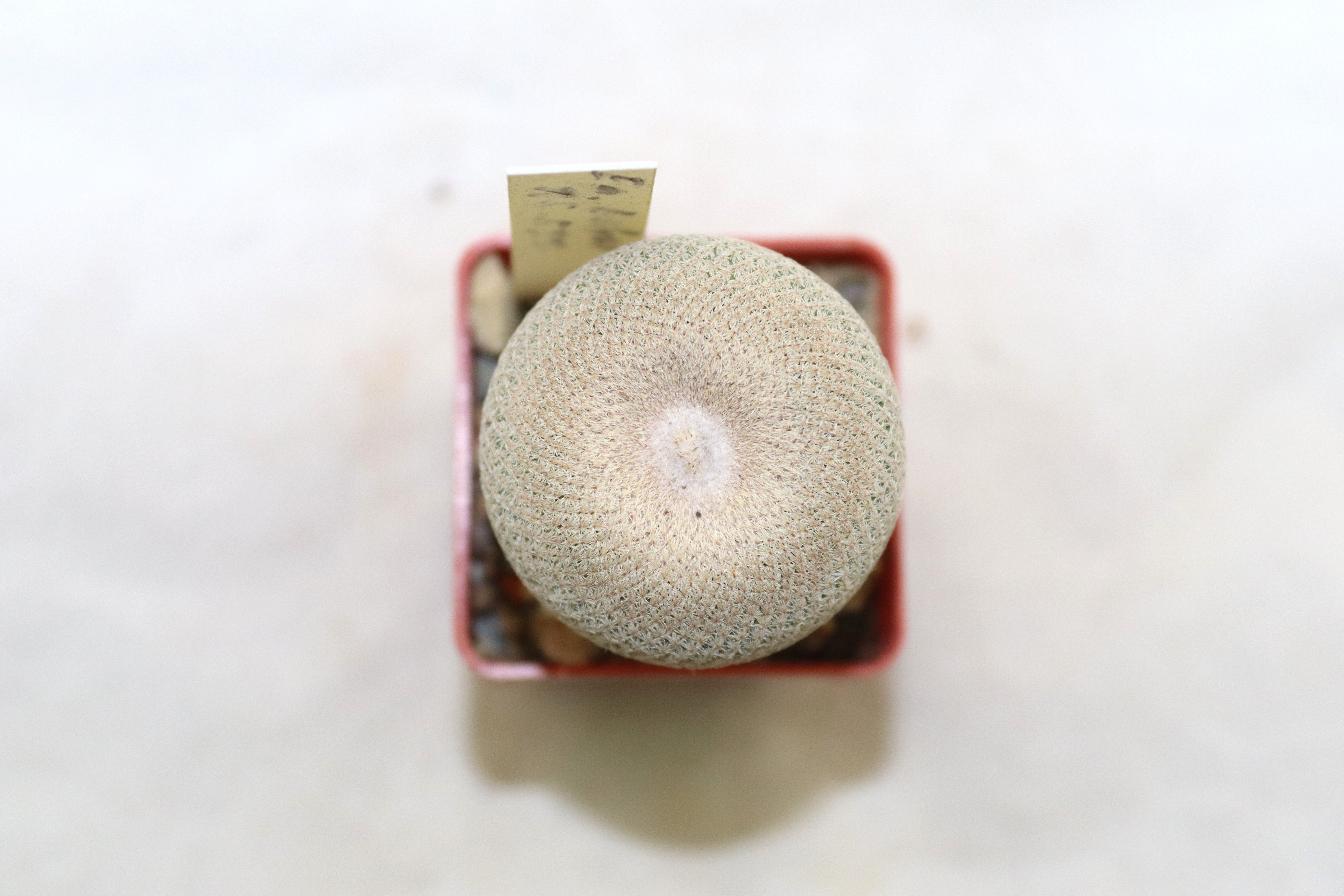 Epithelantha bokei RS 522 Plan de Ayala (3)