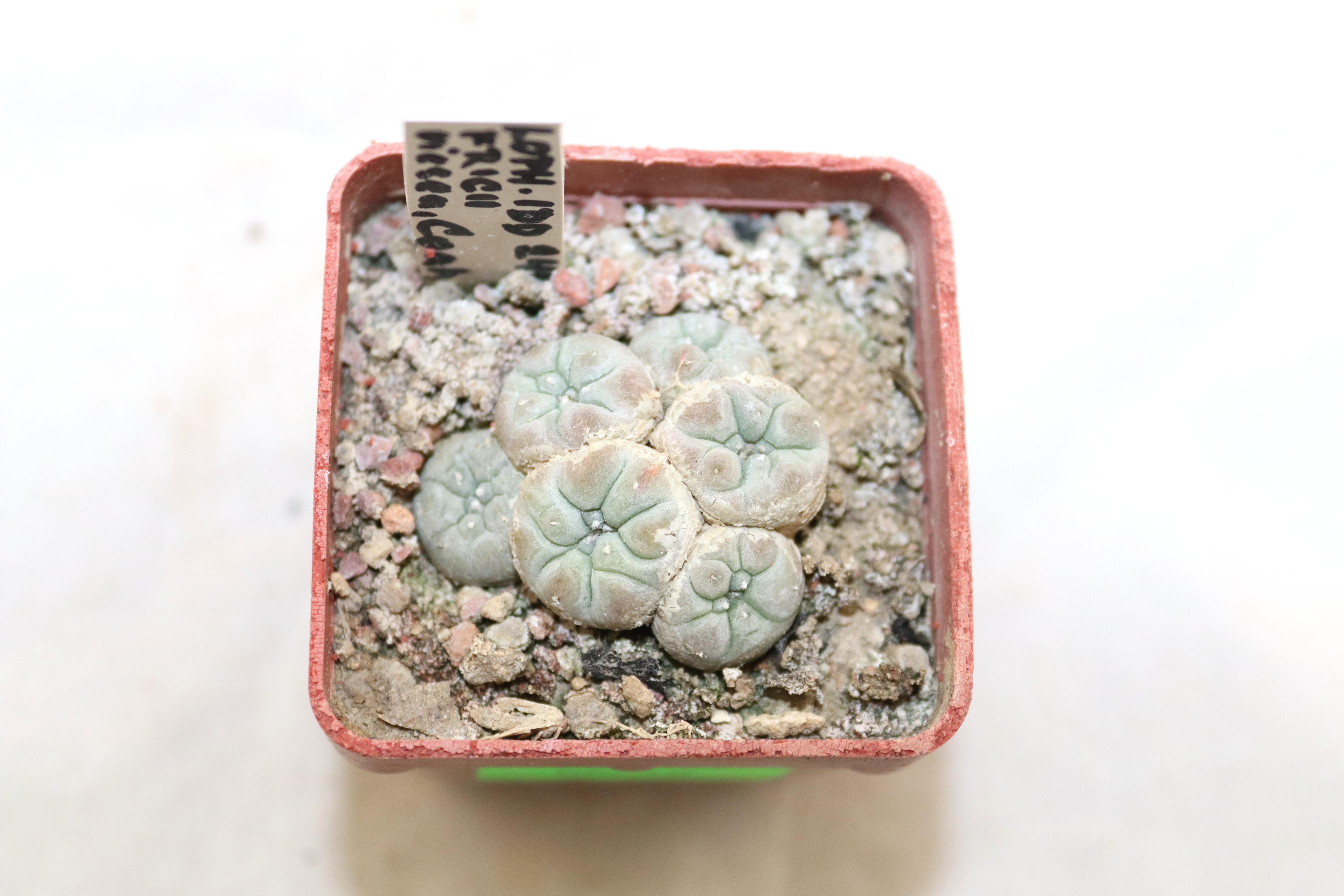 Lophophora fricii IDD 244 Viesca Multiheads  (2)
