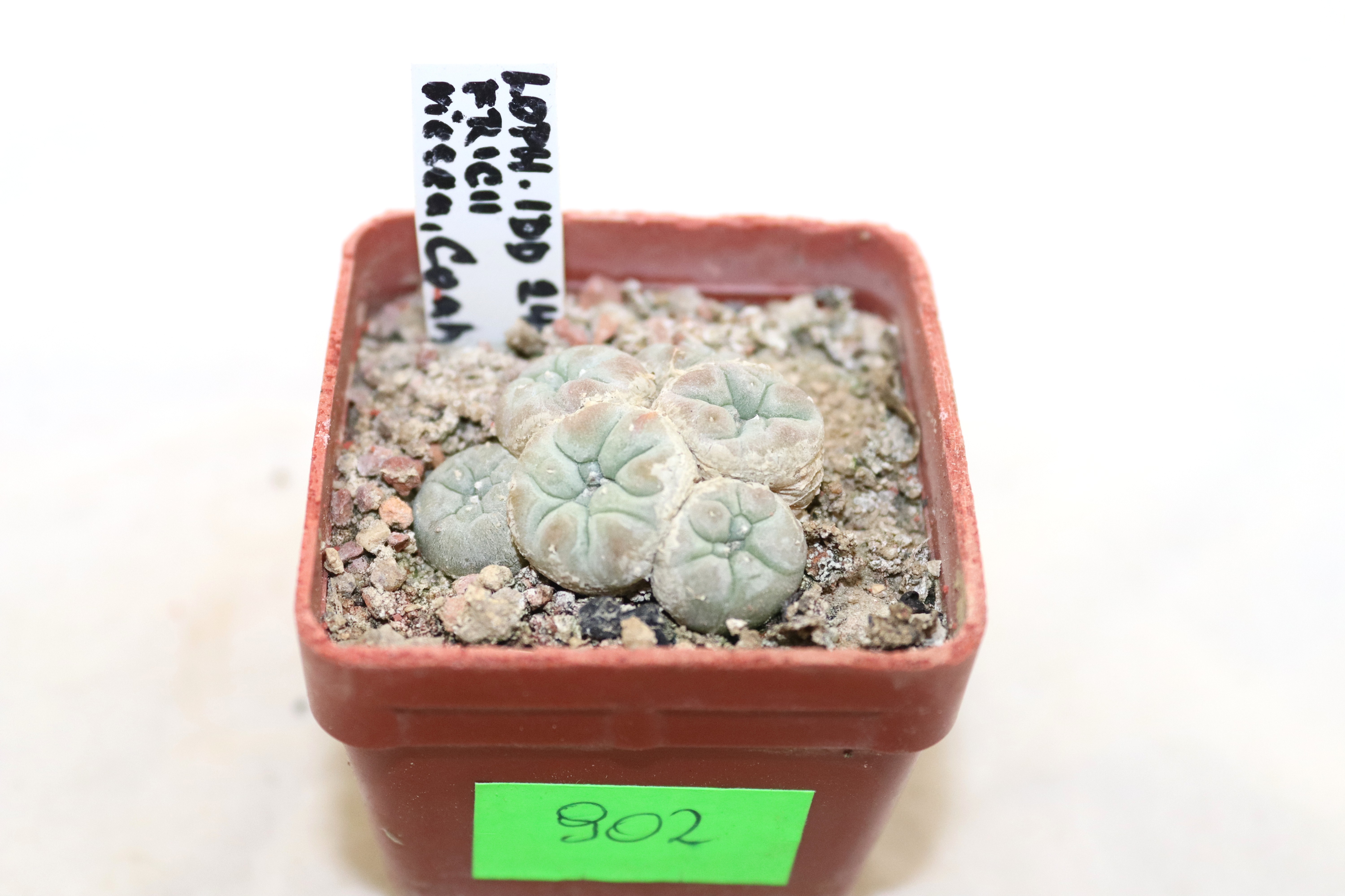 Lophophora fricii IDD 244 Viesca Multiheads  (3)